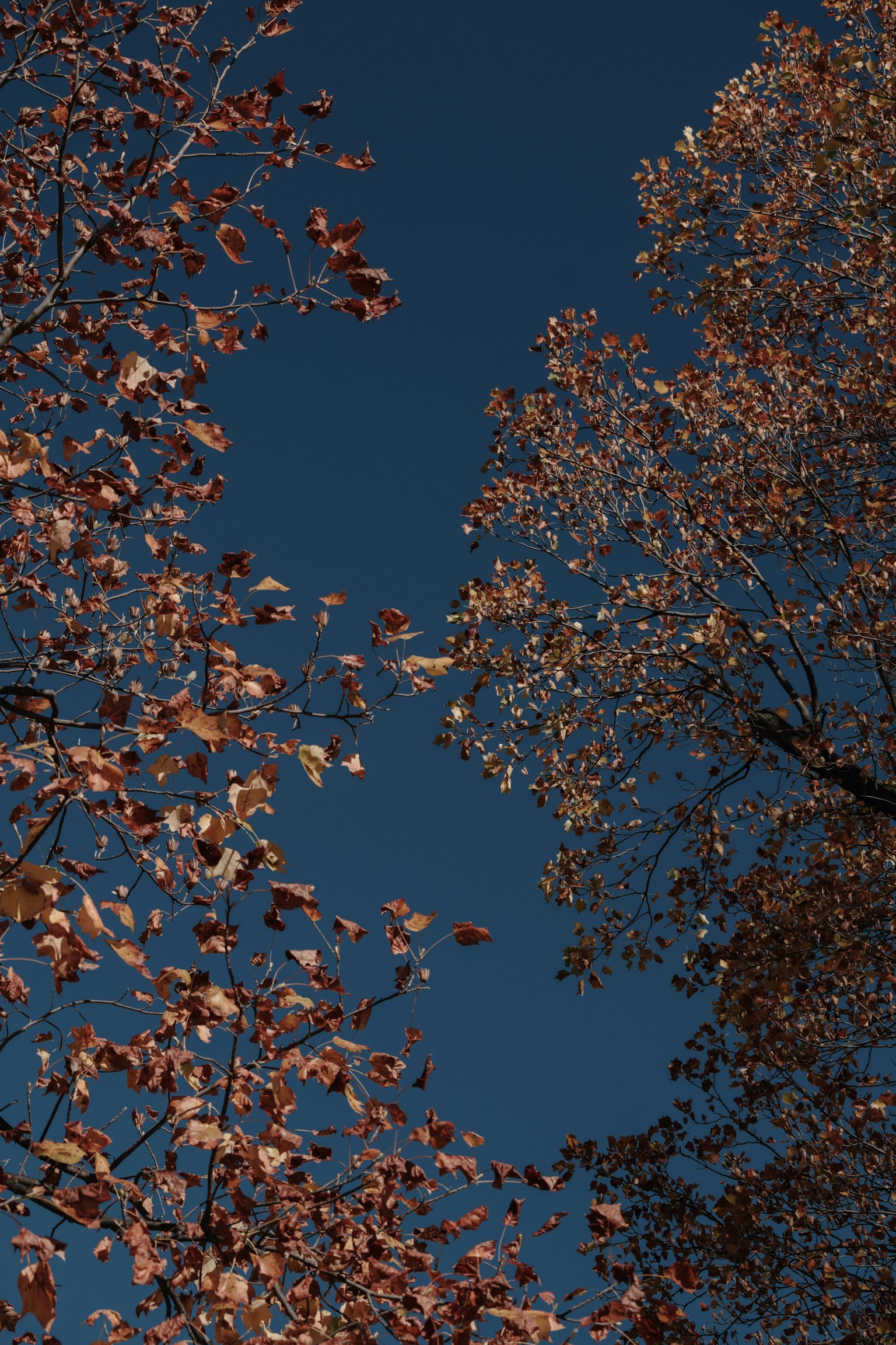 Fogliame autunnale contro un cielo blu