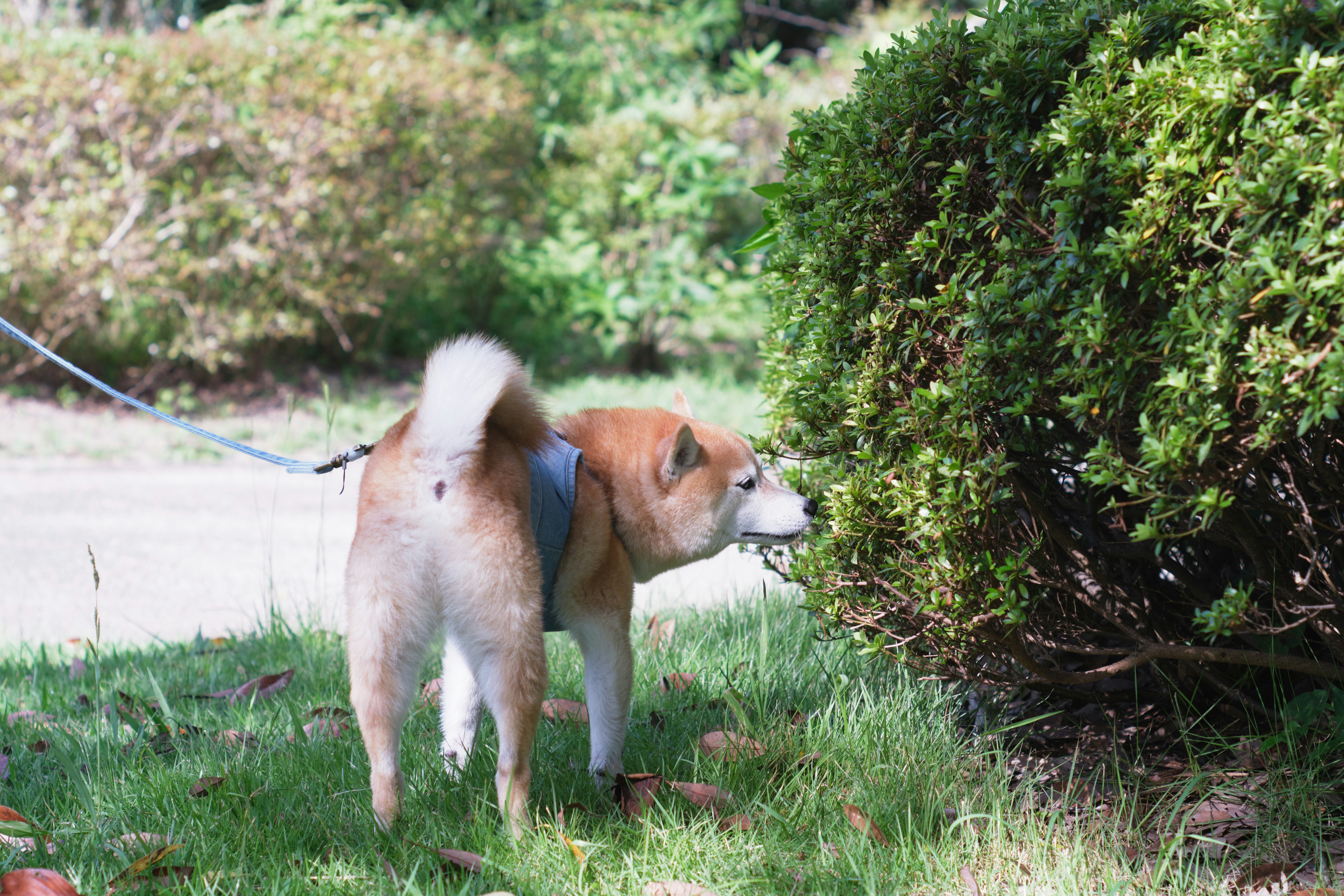two dogs standing on grass
