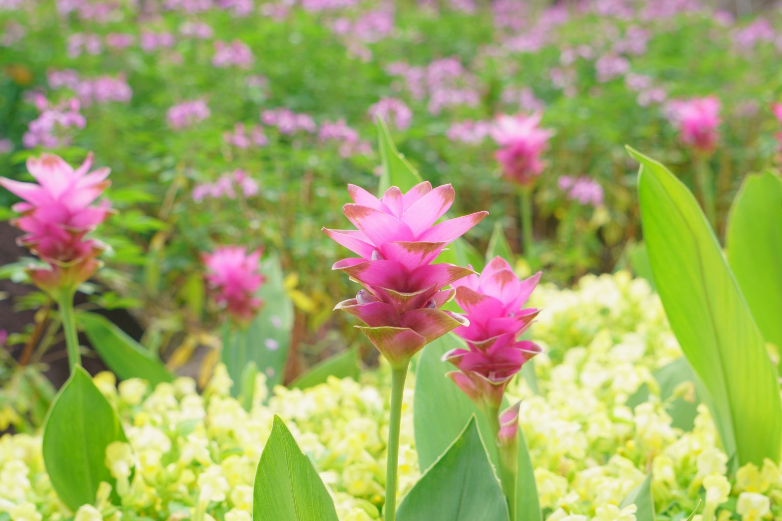 ฉากสวนที่มีชีวิตชีวาพร้อมด้วยดอกไม้สีชมพูโดดเด่นท่ามกลางพืชสีเขียว
