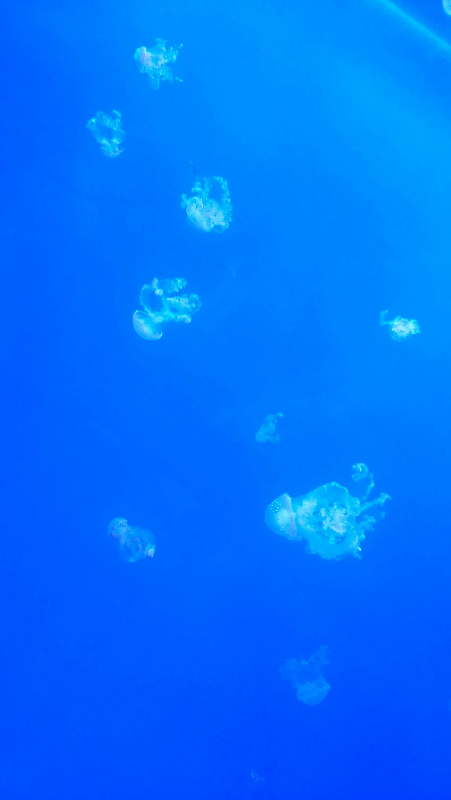 藍色水域中漂浮的水母般生物群