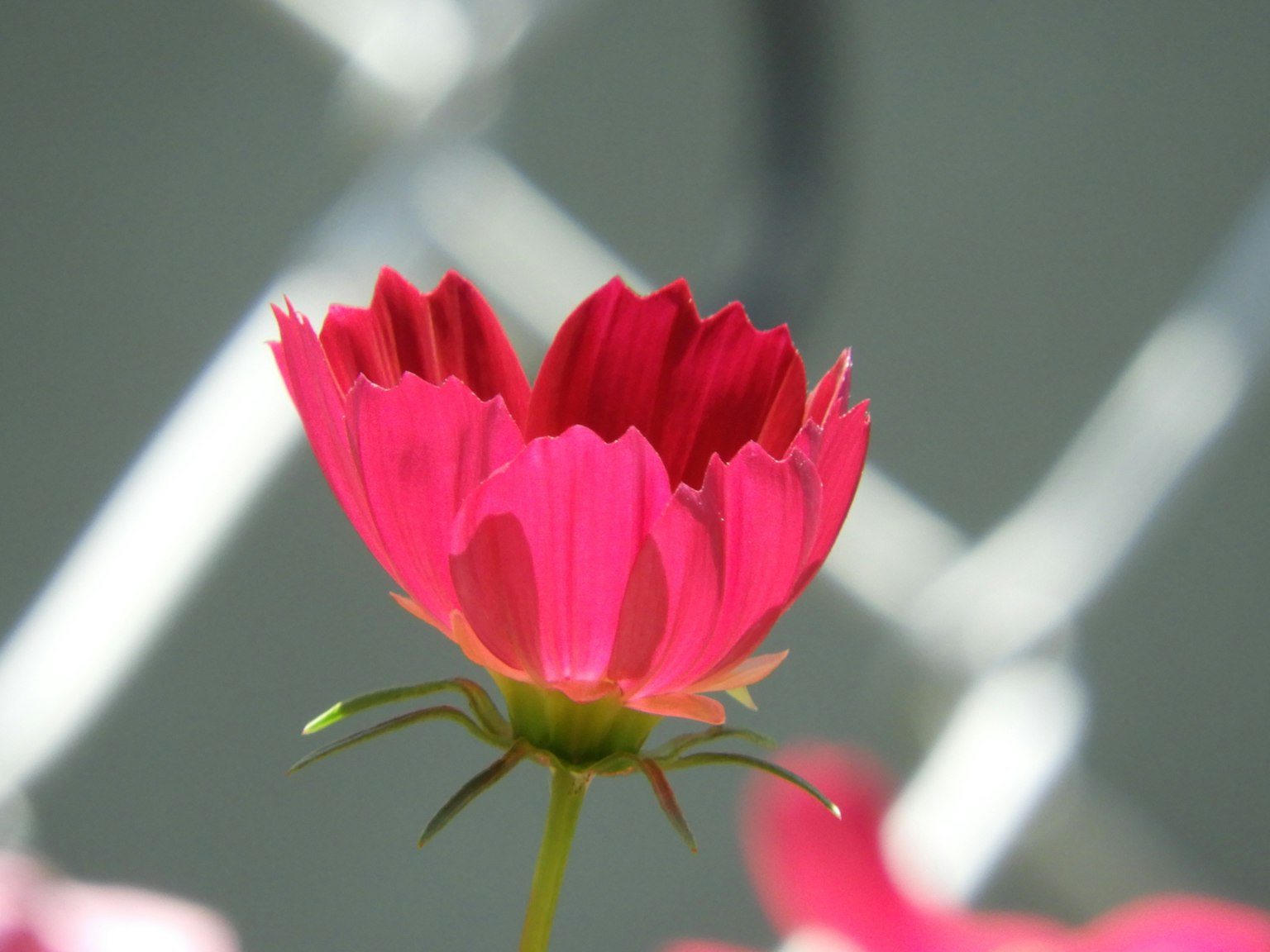 Fiore rosa vibrante che sboccia davanti a uno sfondo di recinzione