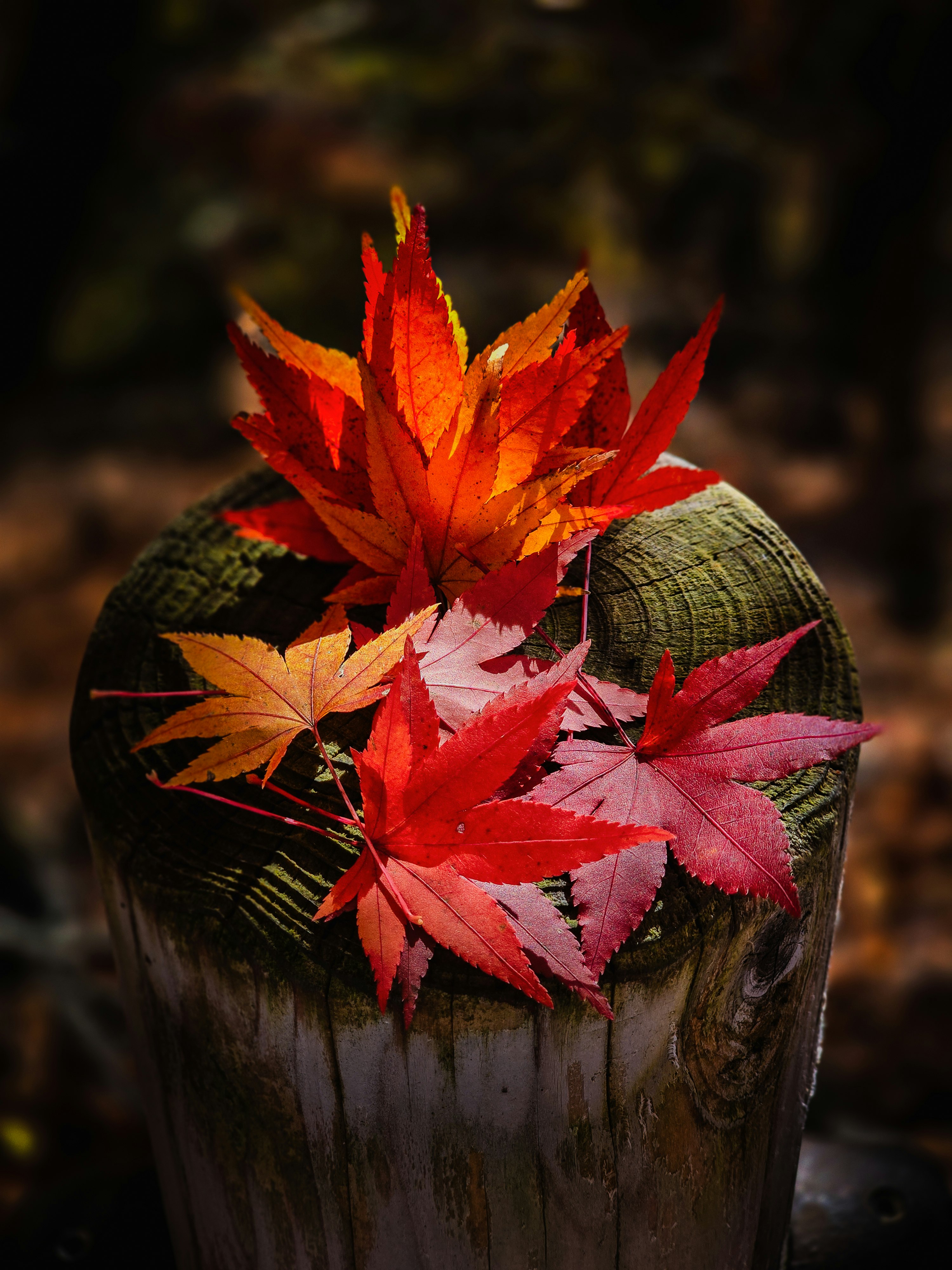 もみじの葉を添えた和風の小さな花器画像
