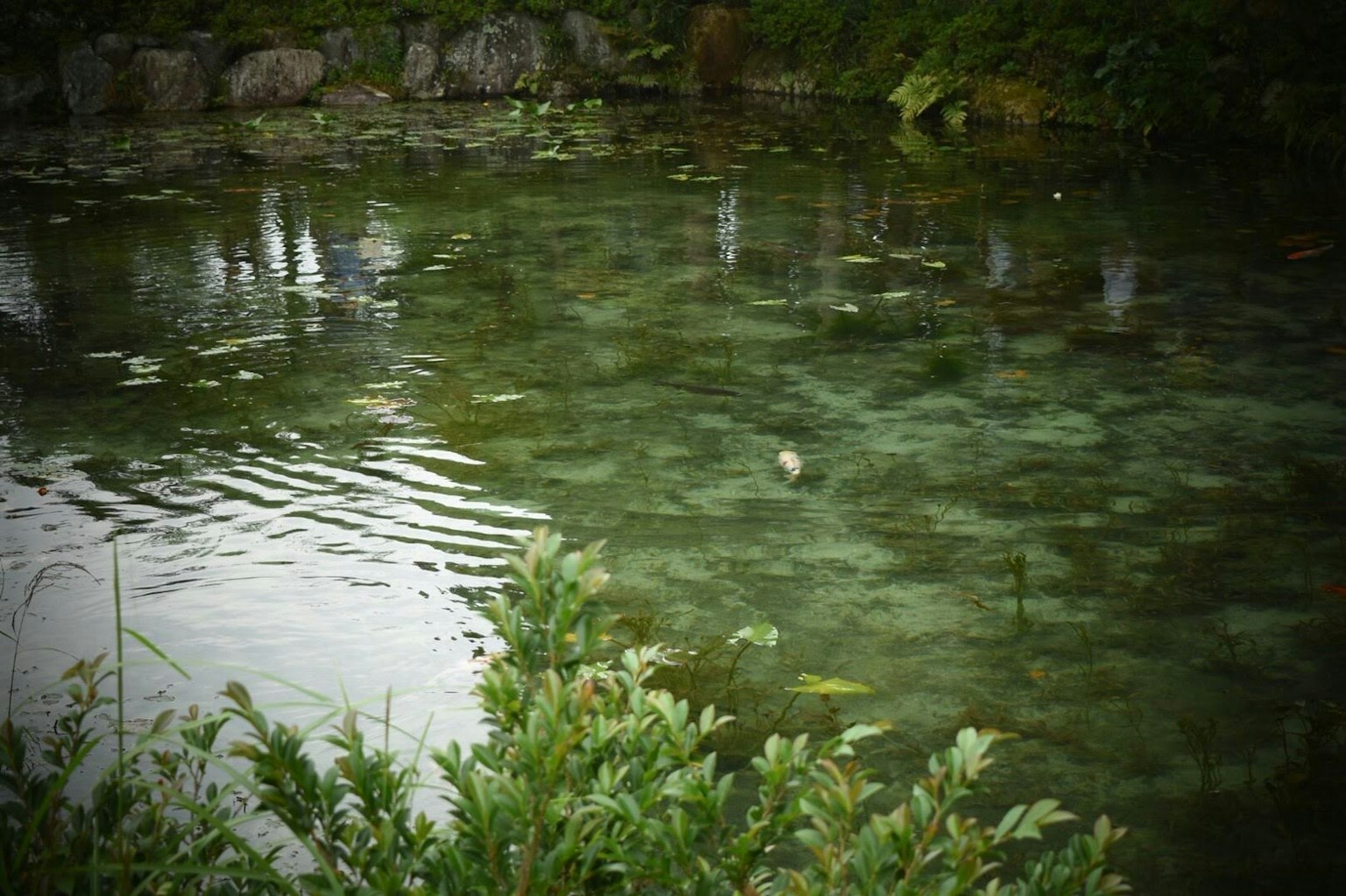 Superficie tranquila del estanque reflejando plantas verdes y piedras