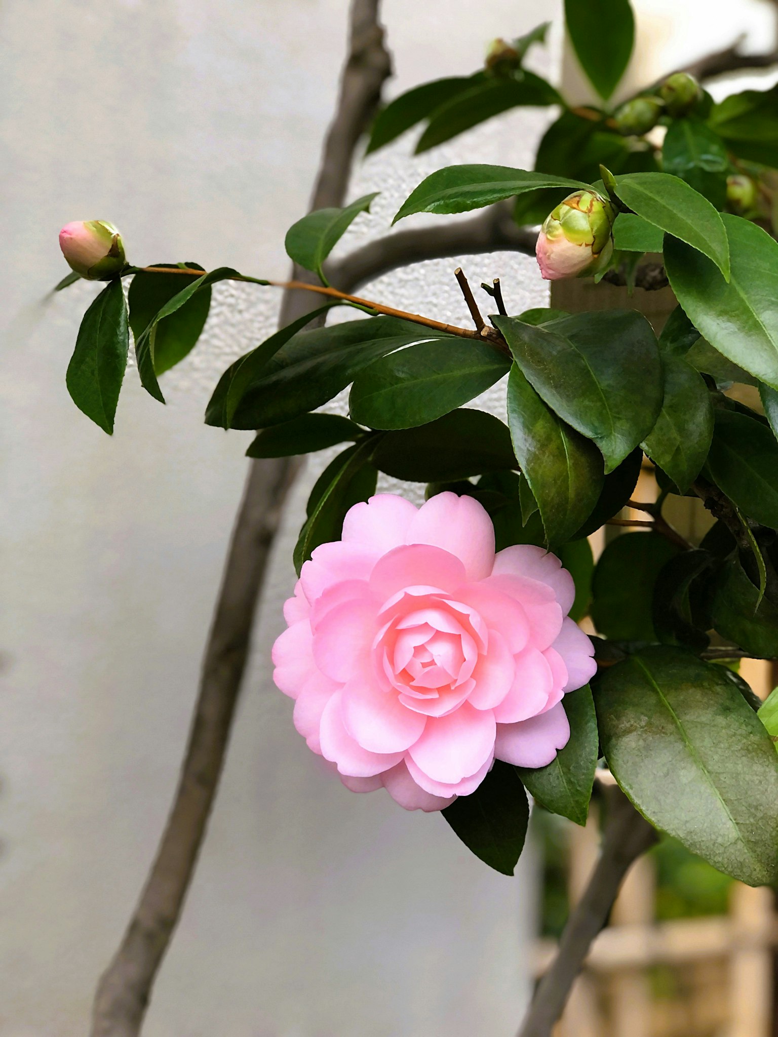 Fleur de camélia rose épanouie parmi des feuilles vertes et des bourgeons