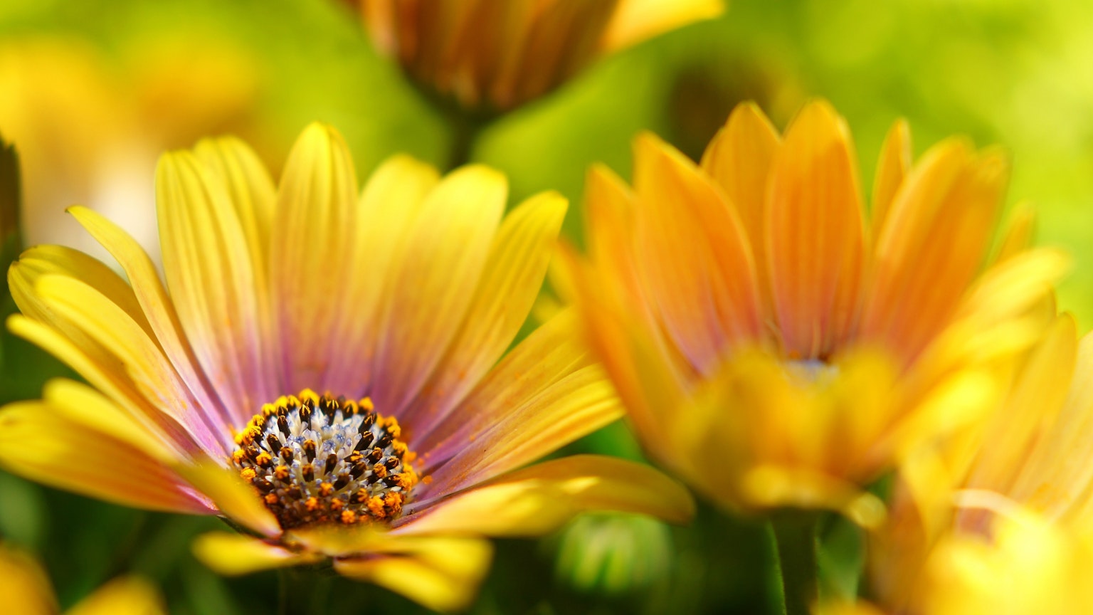 Gros plan de fleurs jaunes vibrantes avec un arrière-plan vert