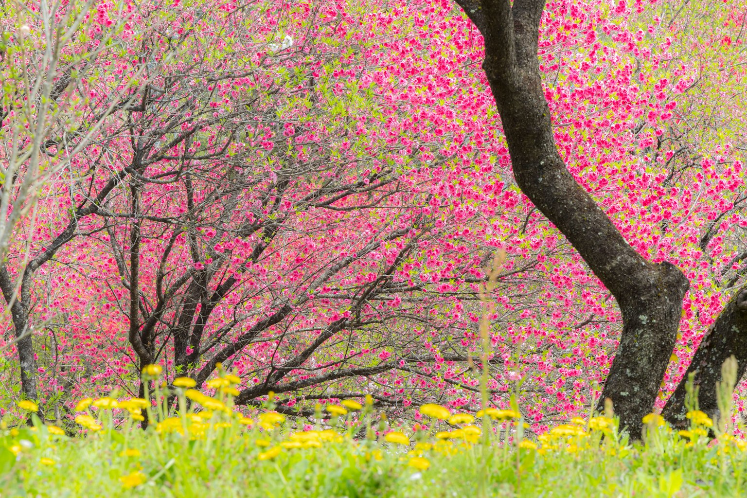 Paesaggio primaverile con fiori rosa in fiore e dente di leone giallo