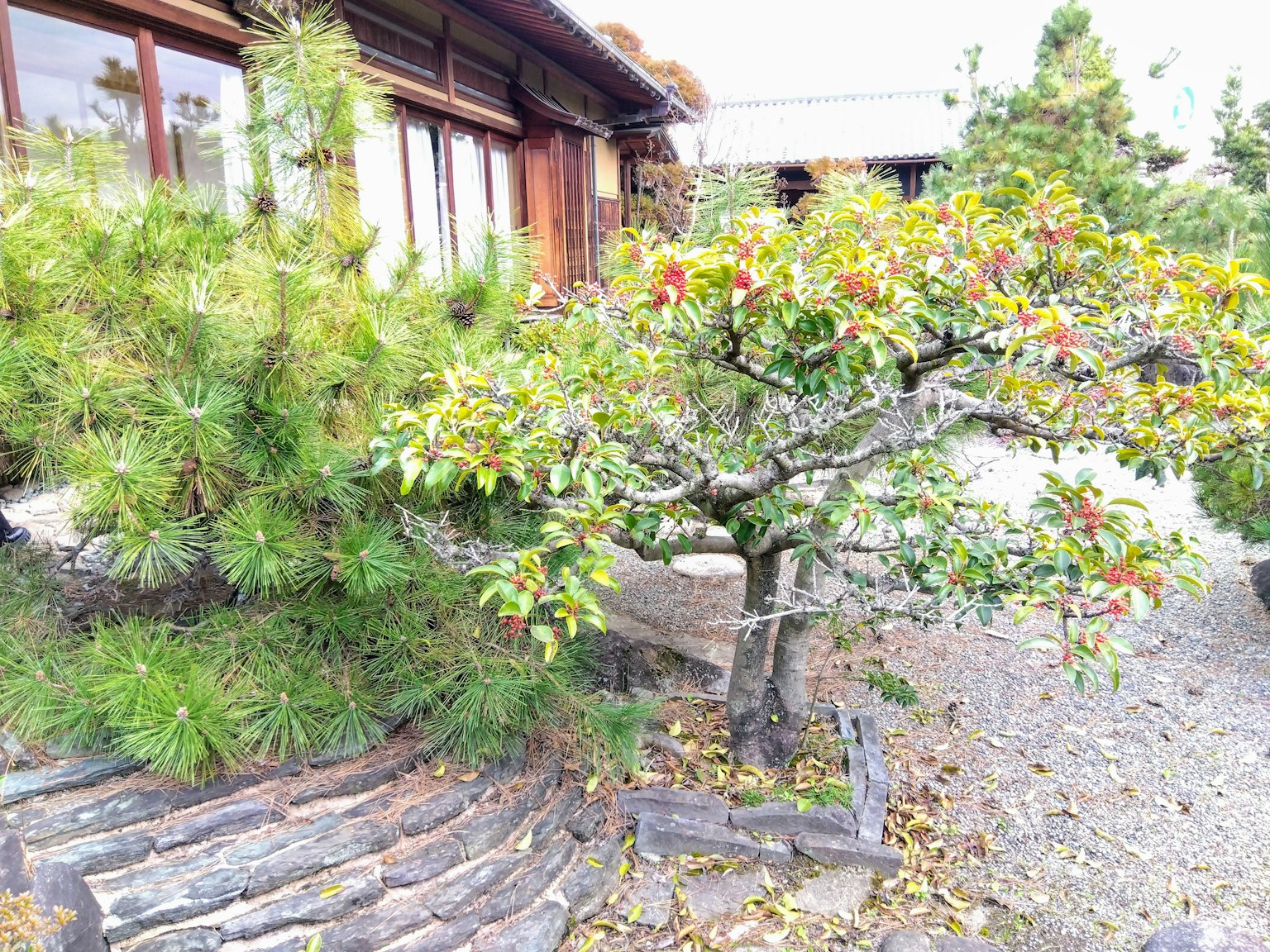 Scène de jardin magnifique avec des pins et des arbres fruitiers feuilles vibrantes et paysage naturel