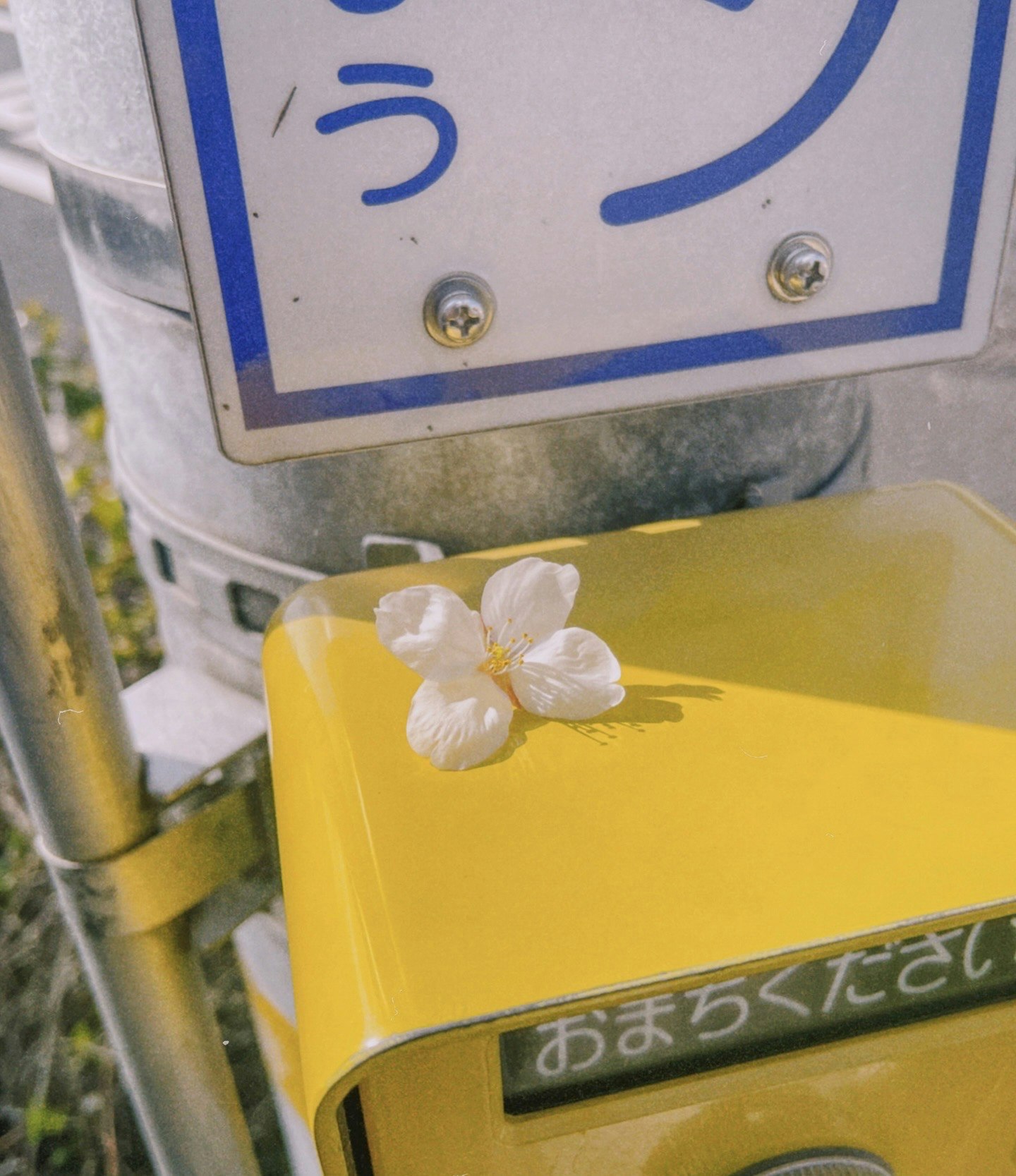 fiori bianchi su una cassetta postale gialla