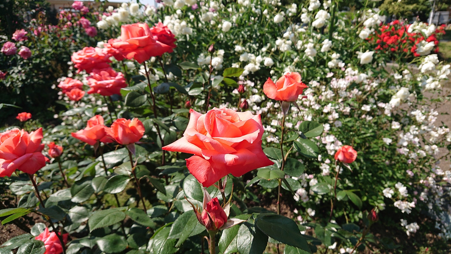 กุหลาบสีส้มสดใสเบ่งบานในสวนดอกไม้