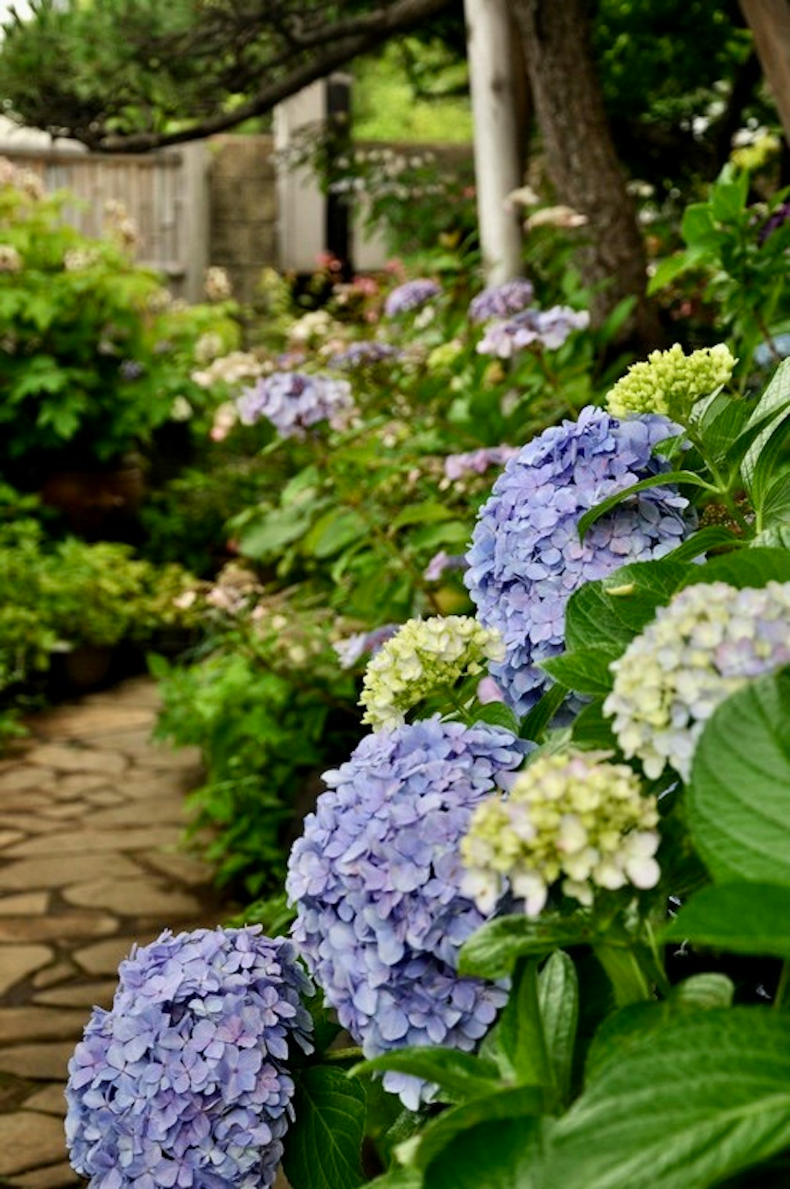 Pemandangan taman dengan bunga hydrangea biru dan daun hijau subur
