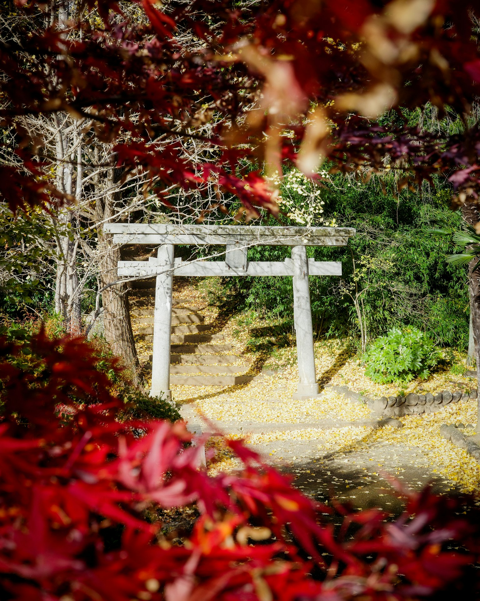 Portale torii incorniciato da foglie autunnali rosse vivaci