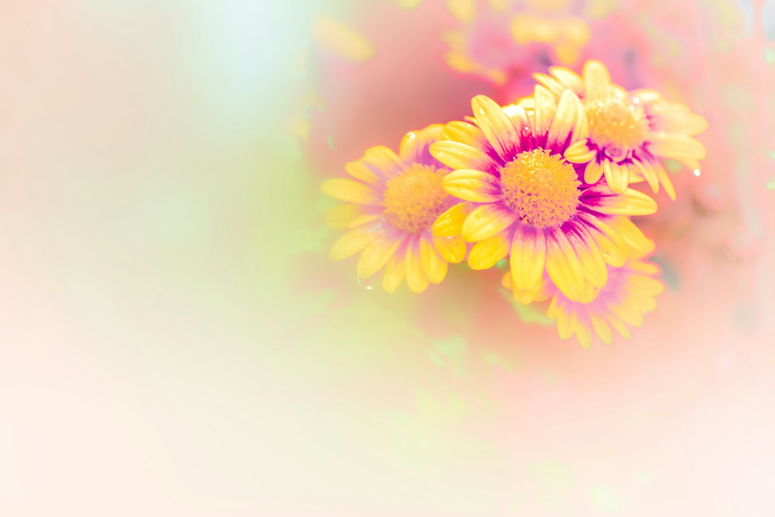 부드러운 색상의 배경에 피어 있는 노란색과 분홍색 꽃
