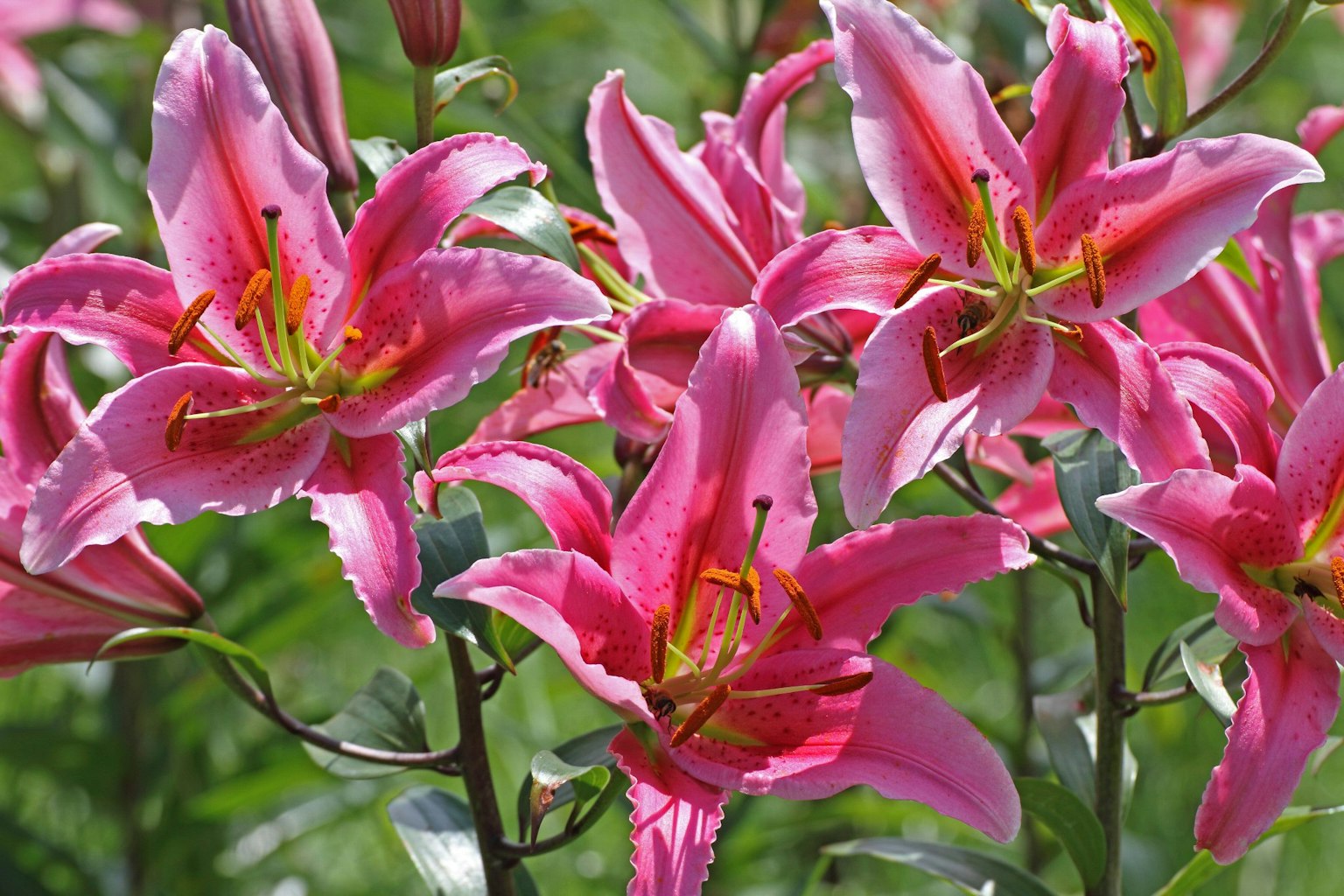Lillà rosa vivaci che fioriscono in un giardino