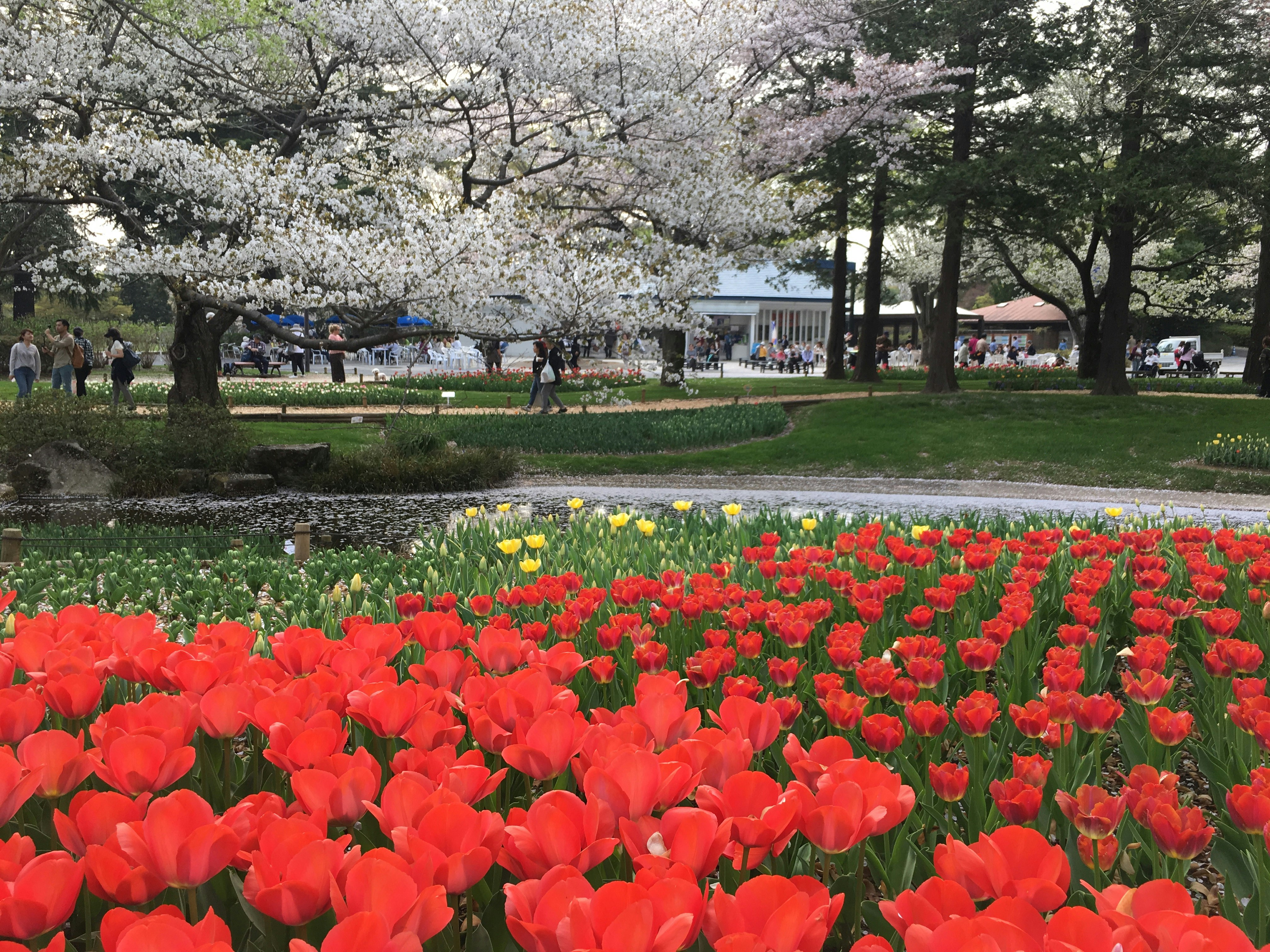 赤いチューリップ畑と桜並木のある公園の花壇