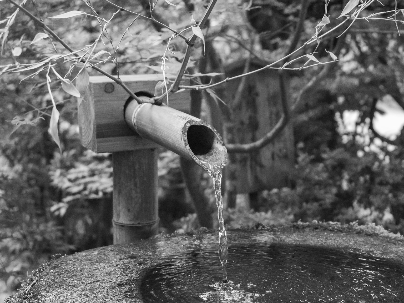 Goulot d'eau en bambou versant dans un bassin en pierre dans un jardin japonais