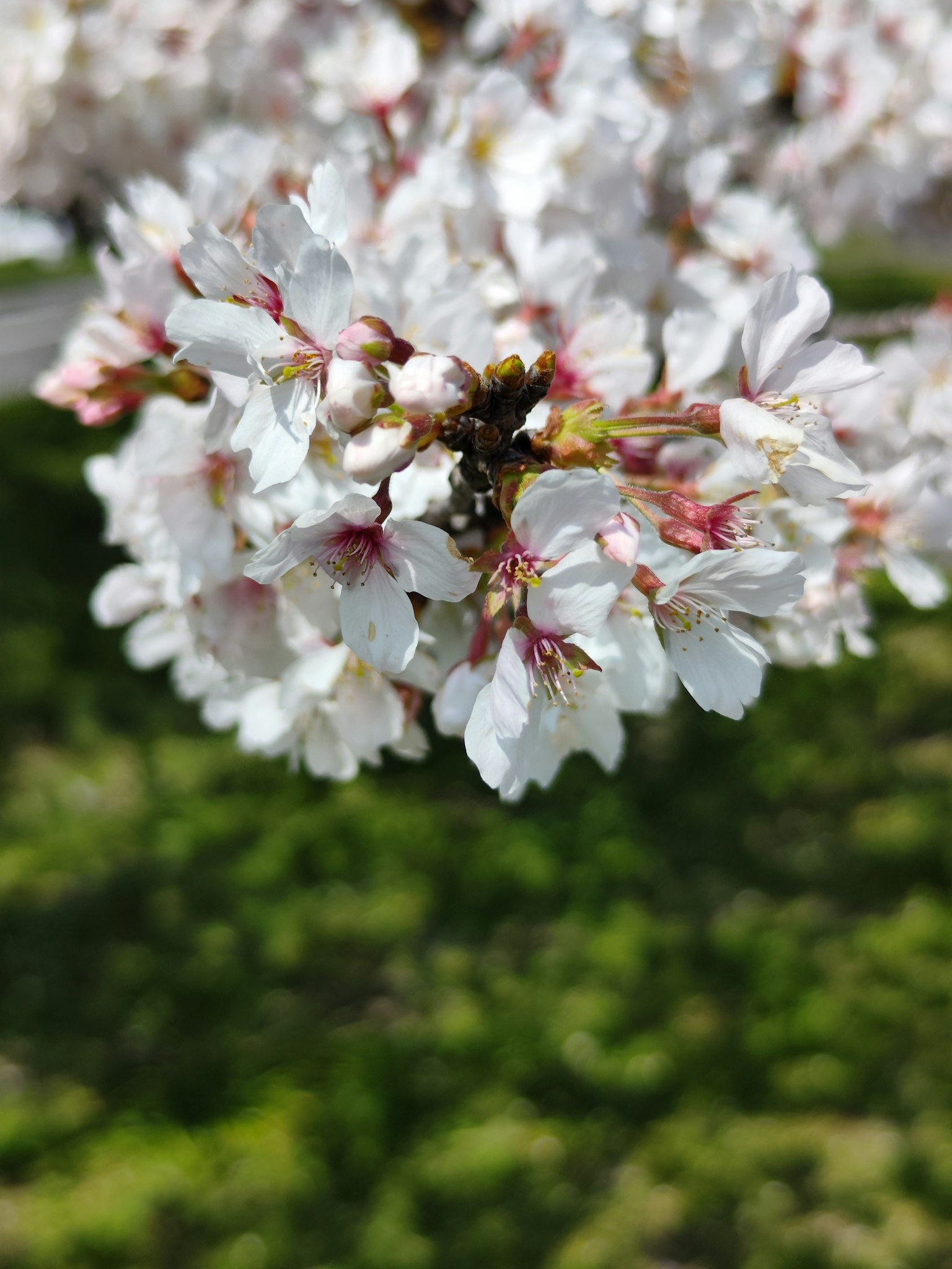Primer plano de flores de cerezo blancas con fondo verde