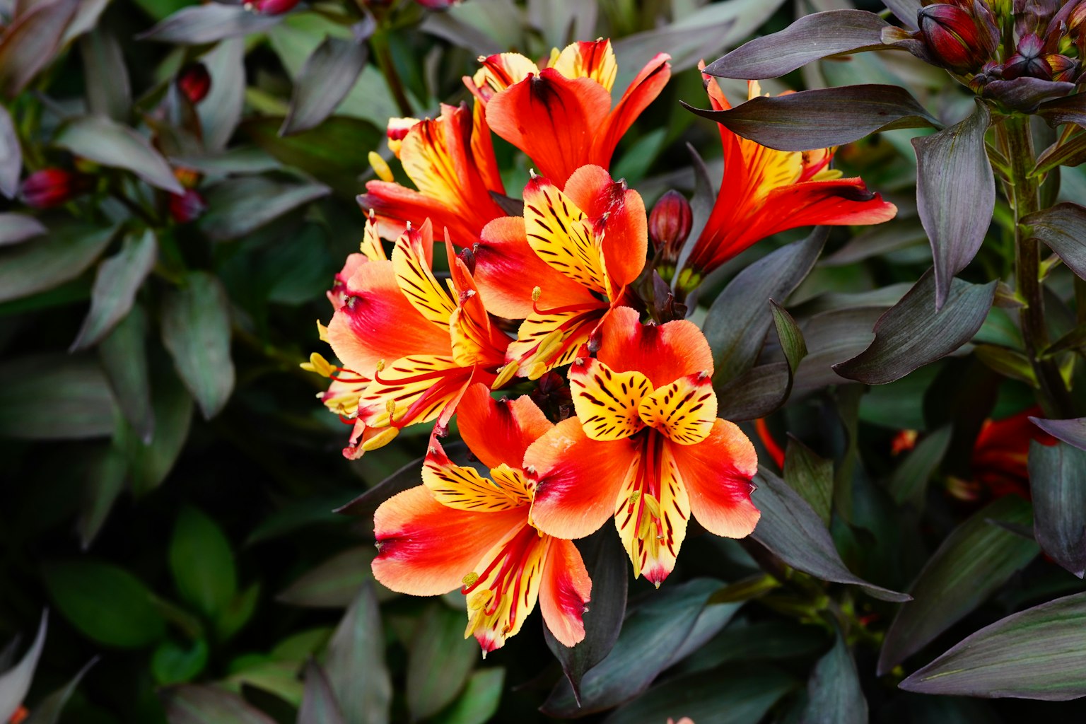 Lebendige orange und gelbe Blumen blühen zwischen dunklen Blättern