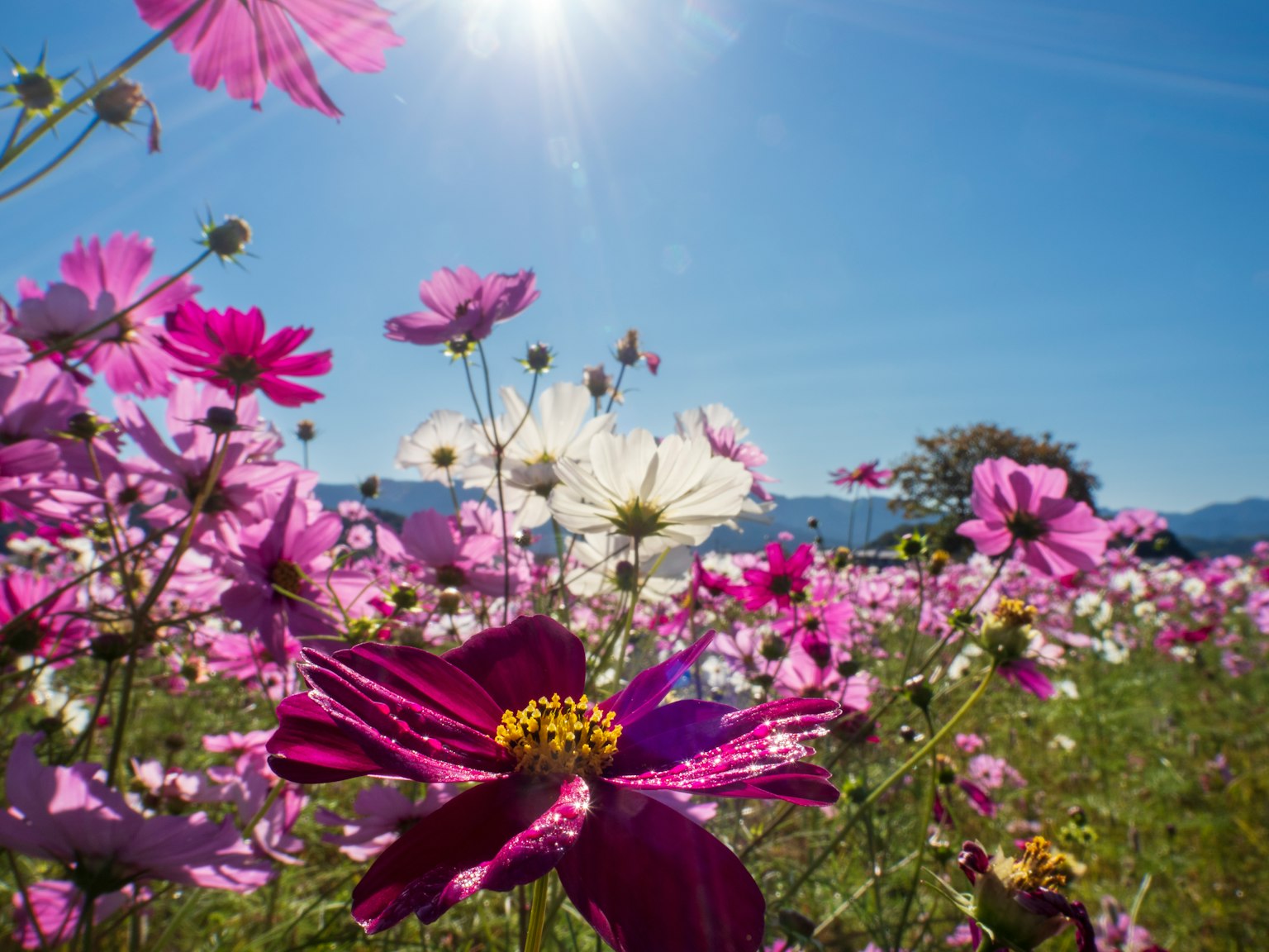 Ladang cosmos yang cerah dengan berbagai warna matahari bersinar dan langit biru di latar belakang