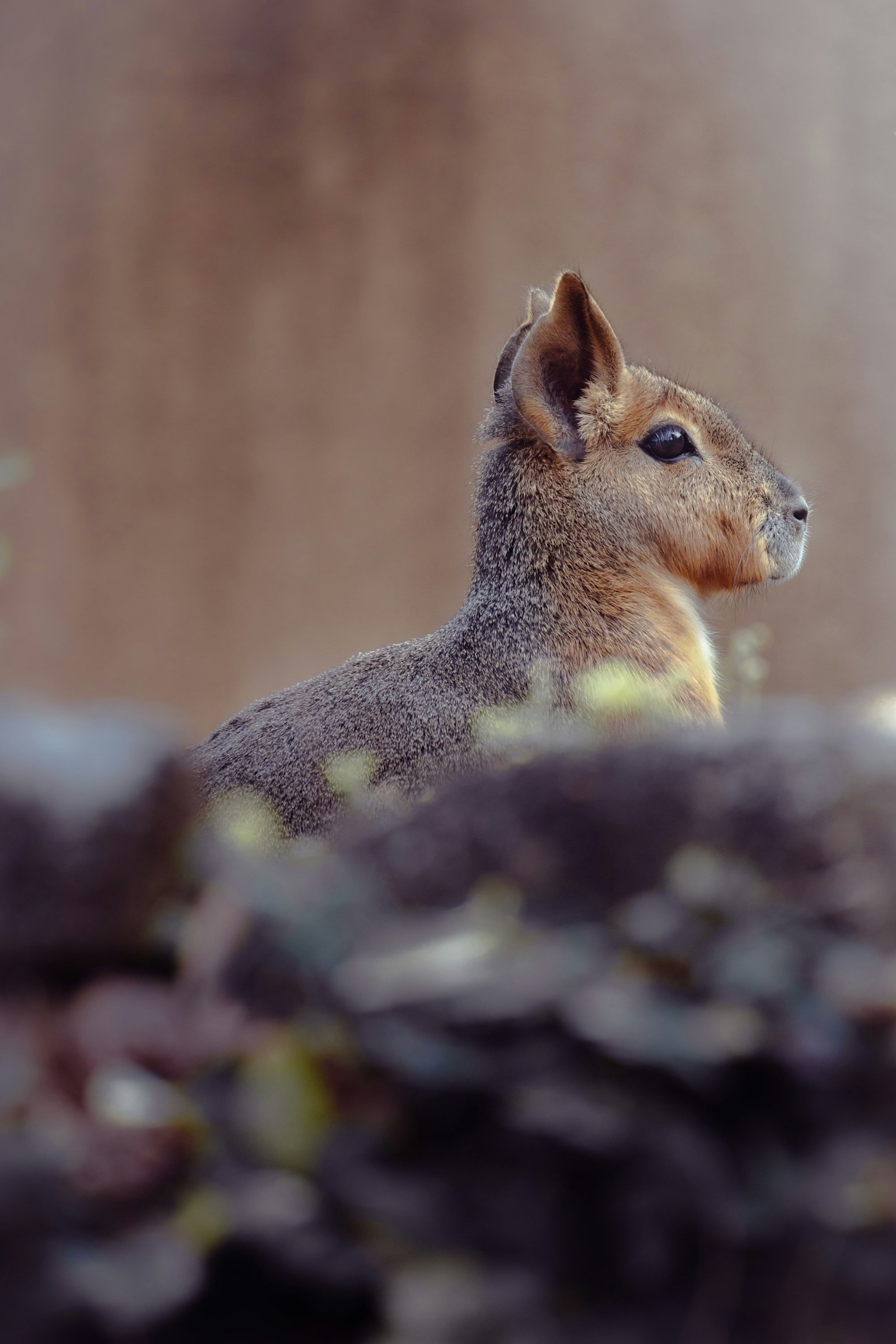横を向いている小さな動物の側面の写真 背景はぼやけている