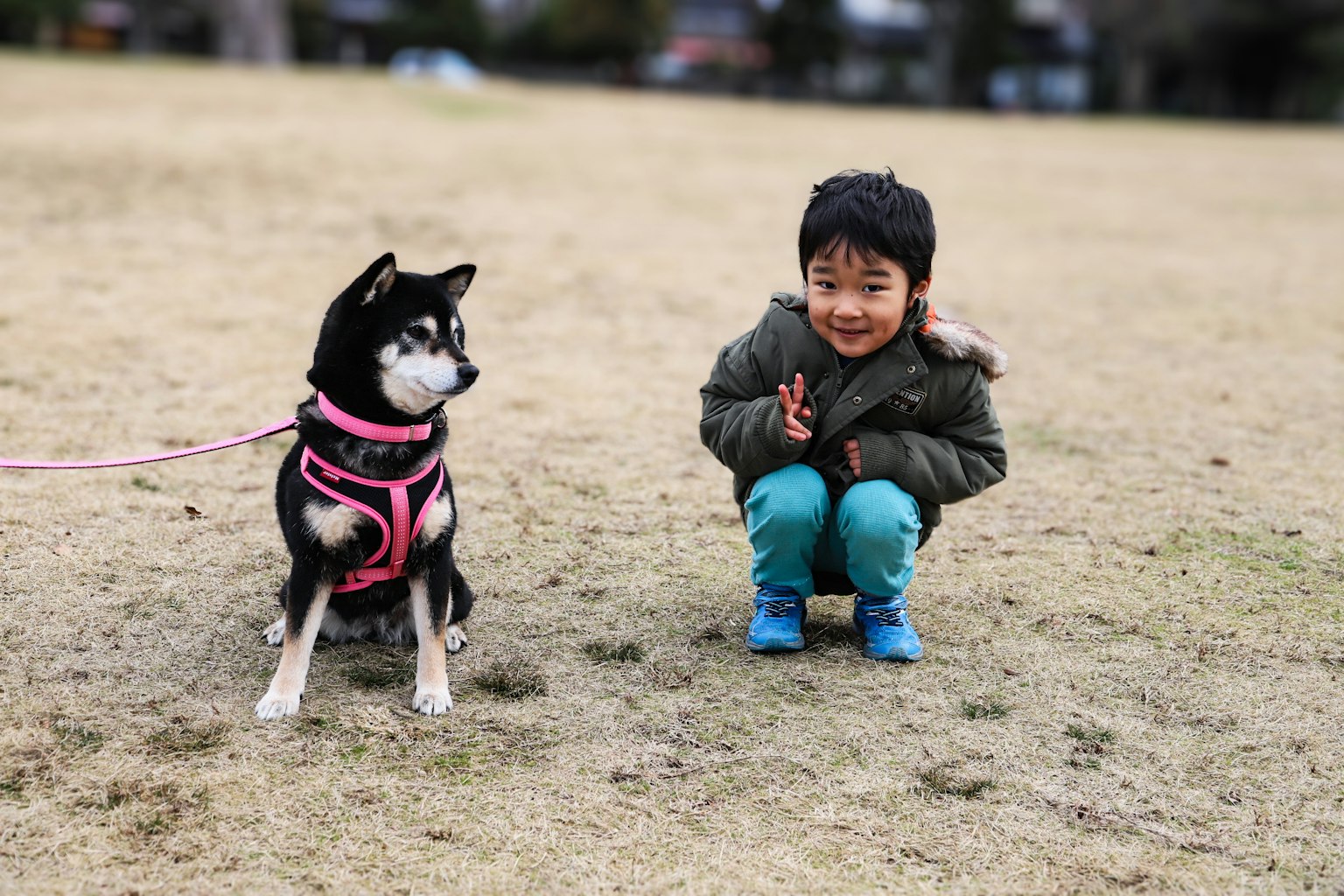 Un enfant et un Shiba Inu dans un parc l'enfant sourit et est accroupi le chien porte un harnais rose