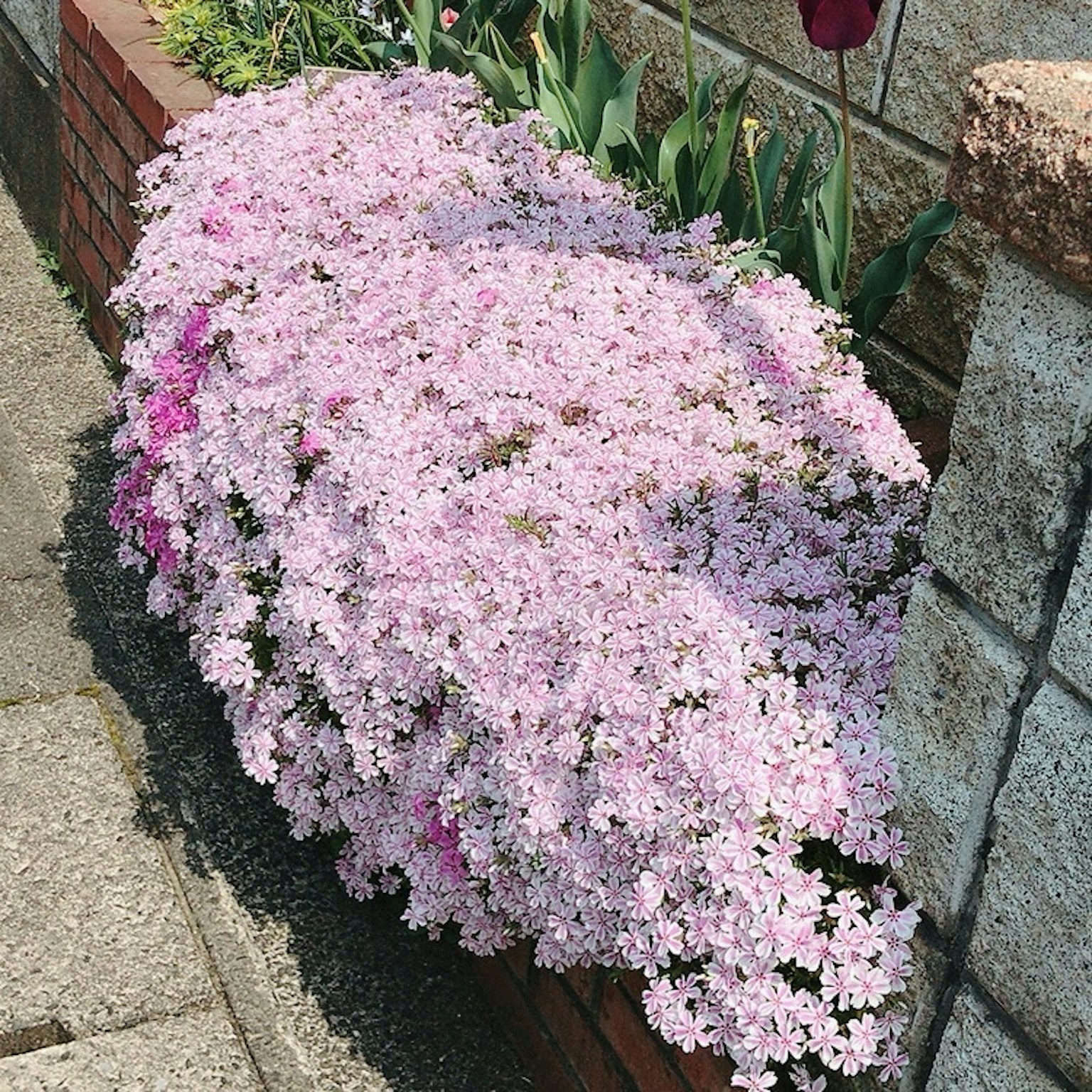 Ein strauchartiger, niedriger Busch mit rosa Blüten entlang eines Gehwegs