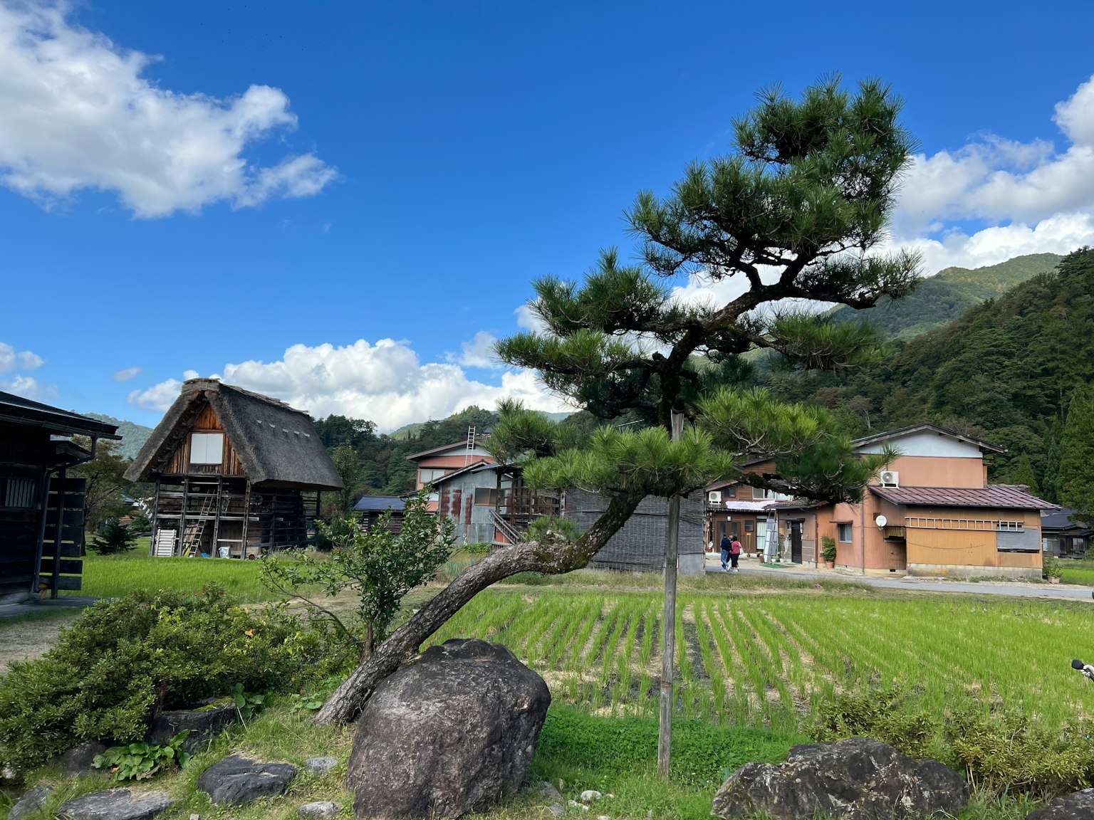 蓝天下的传统日本房屋和松树