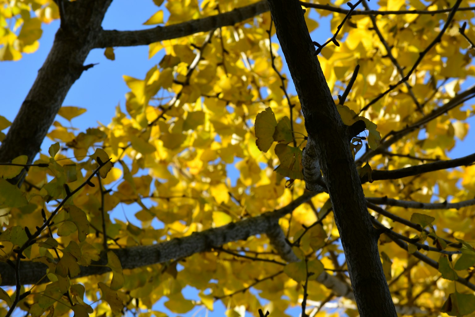 Gros plan sur des feuilles jaunes et des branches d'arbre sur fond de ciel bleu