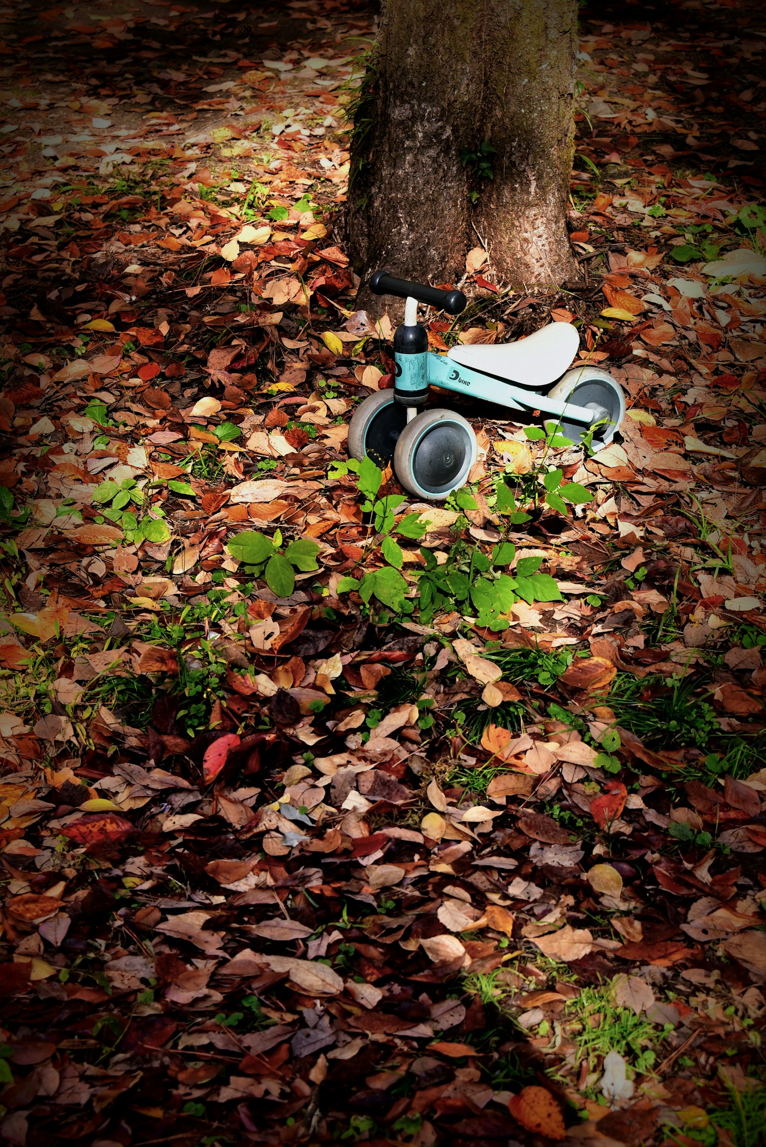 落ち葉の中に置かれた青い三輪車と木の幹