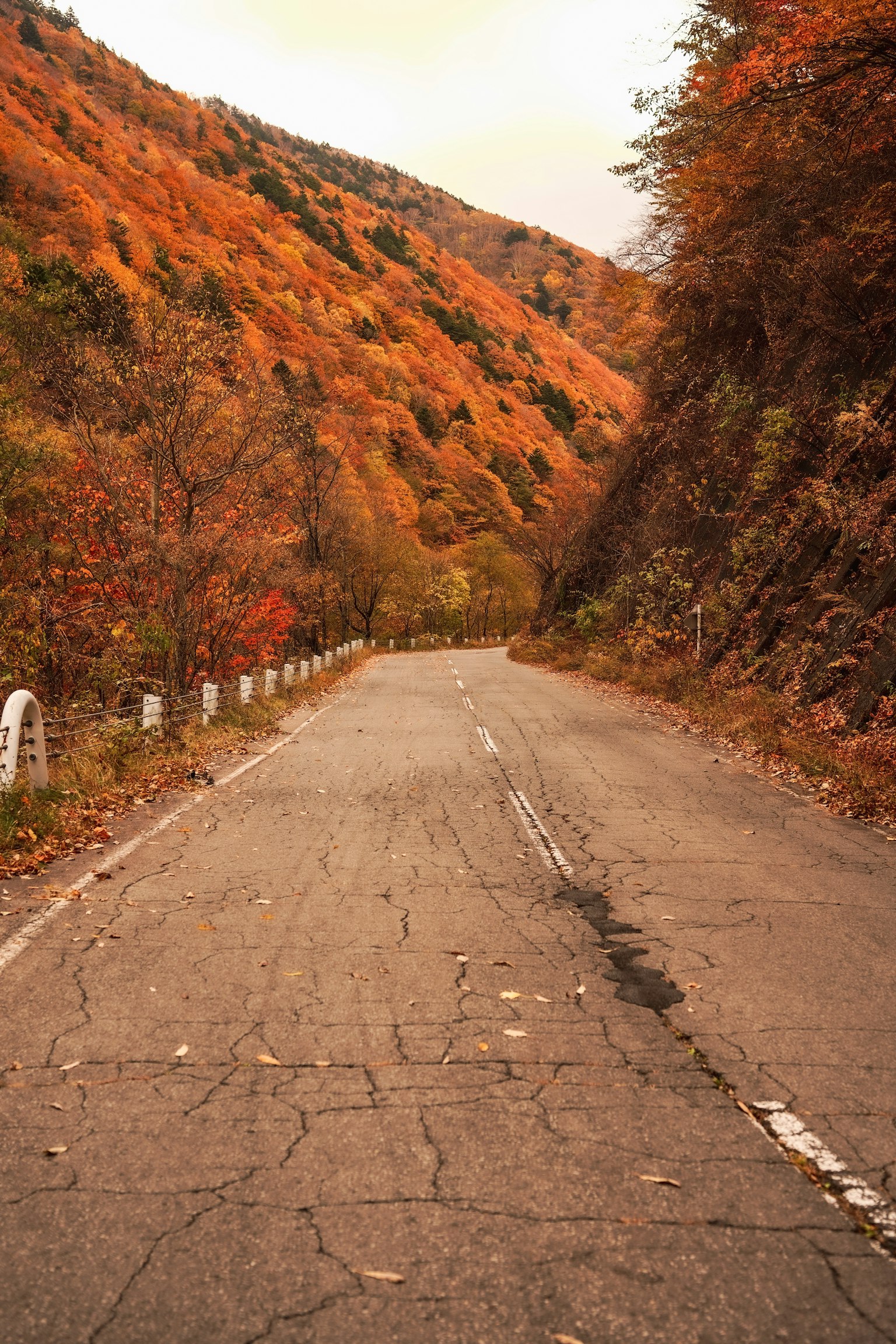Camino montañoso pintoresco bordeado de follaje otoñal