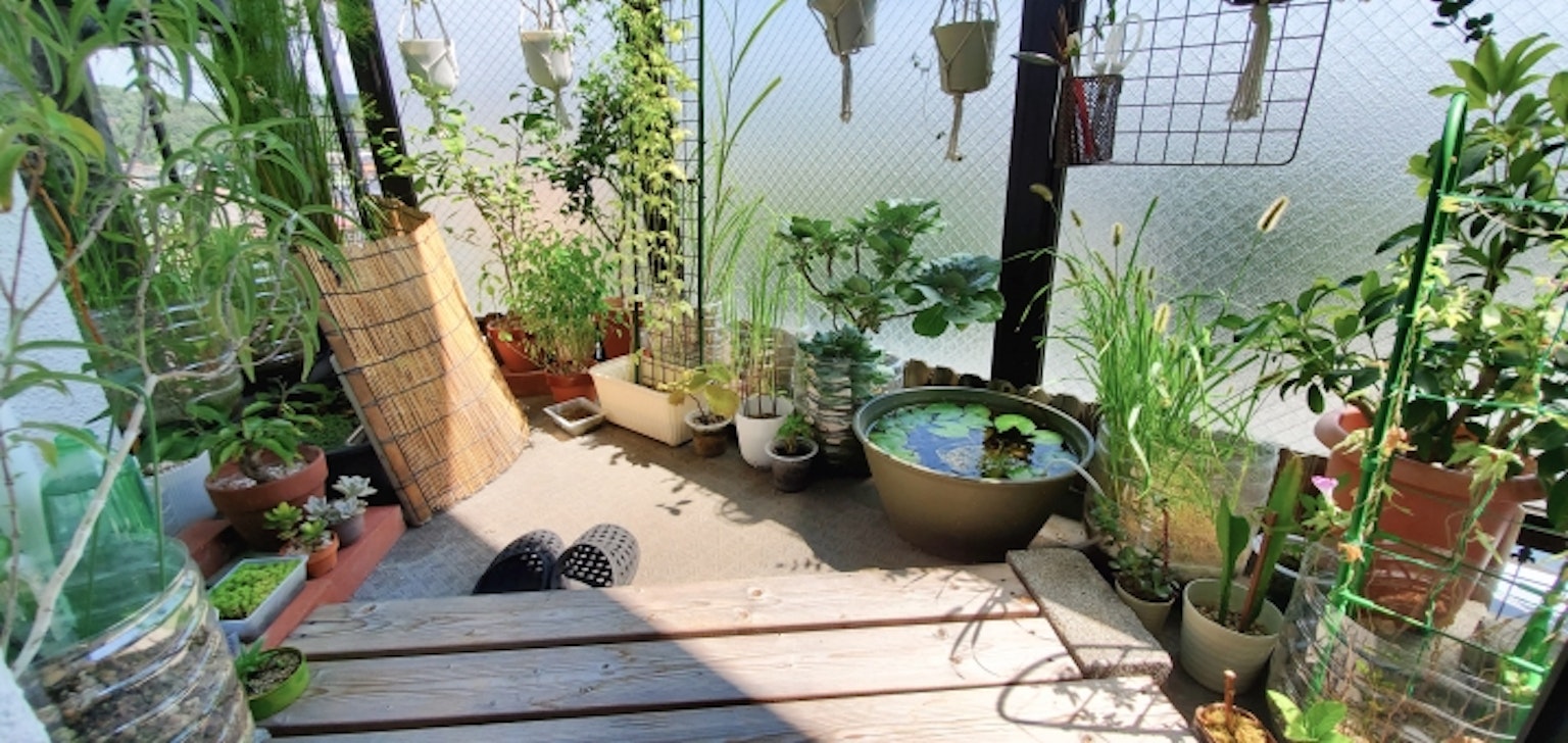 Lush Balkon Garten mit verschiedenen Topfpflanzen und einem Wasserbecken