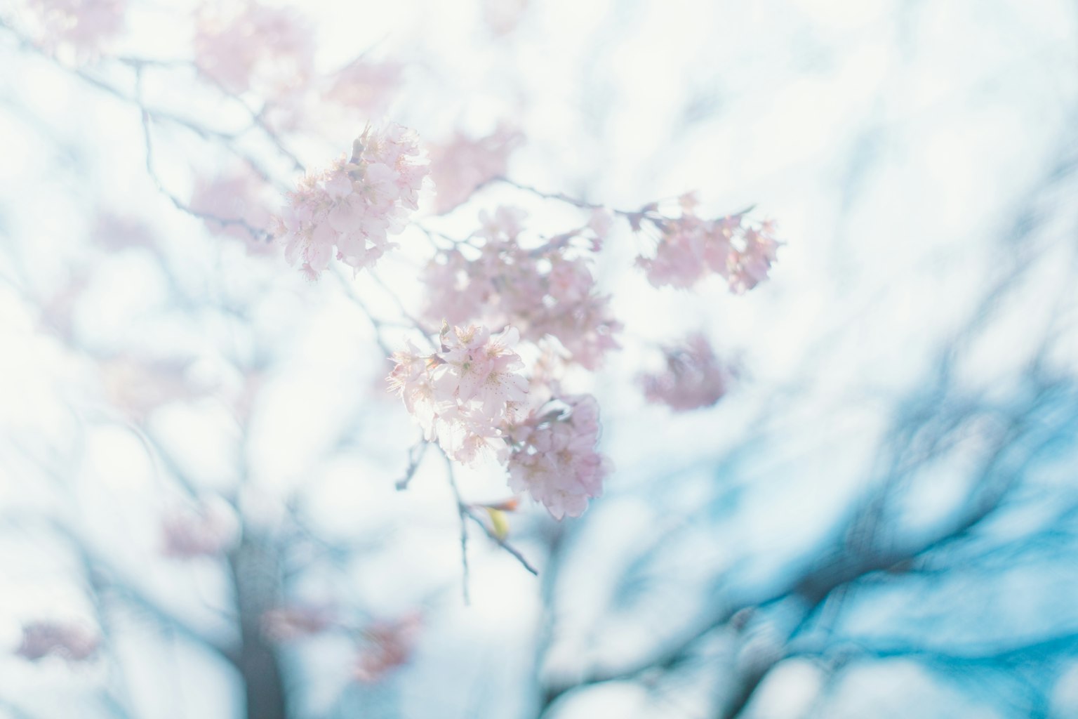 Sanfte rosa Kirschblüten vor einem hellblauen Himmel