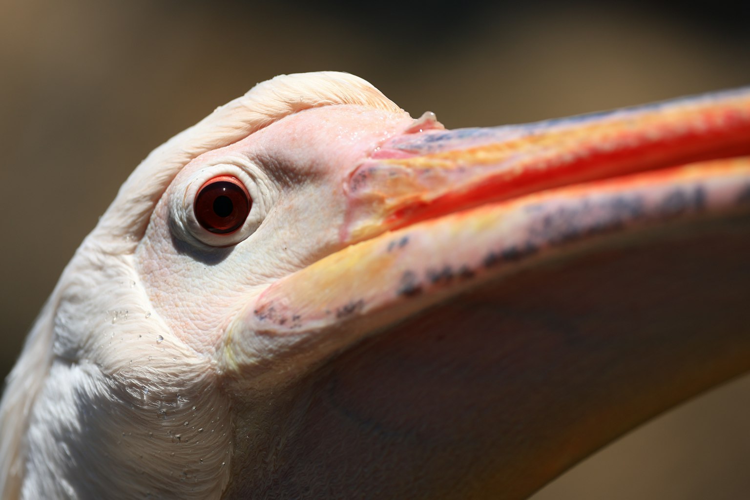 Nahaufnahme des Gesichts eines weißen Vogels mit rotem Auge und orangefarbigem Schnabel