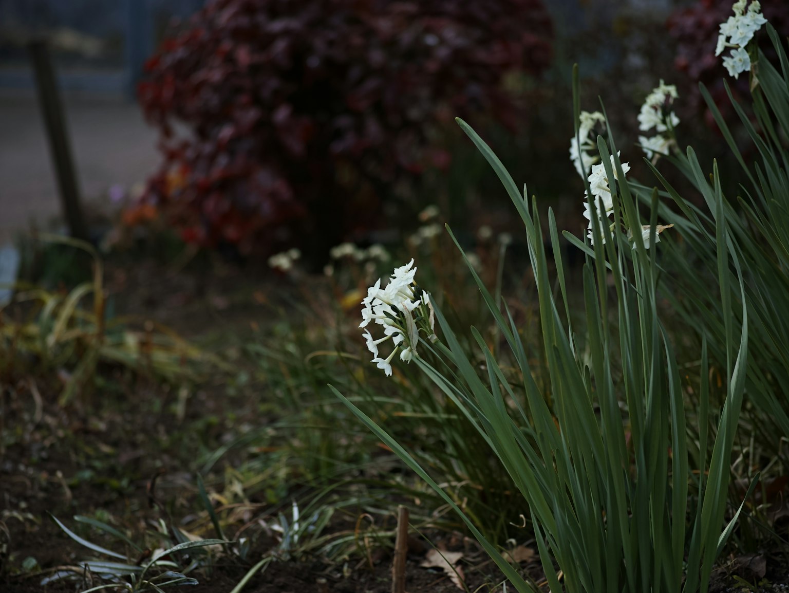 Scène de jardin tranquille avec des fleurs blanches et des feuilles vertes