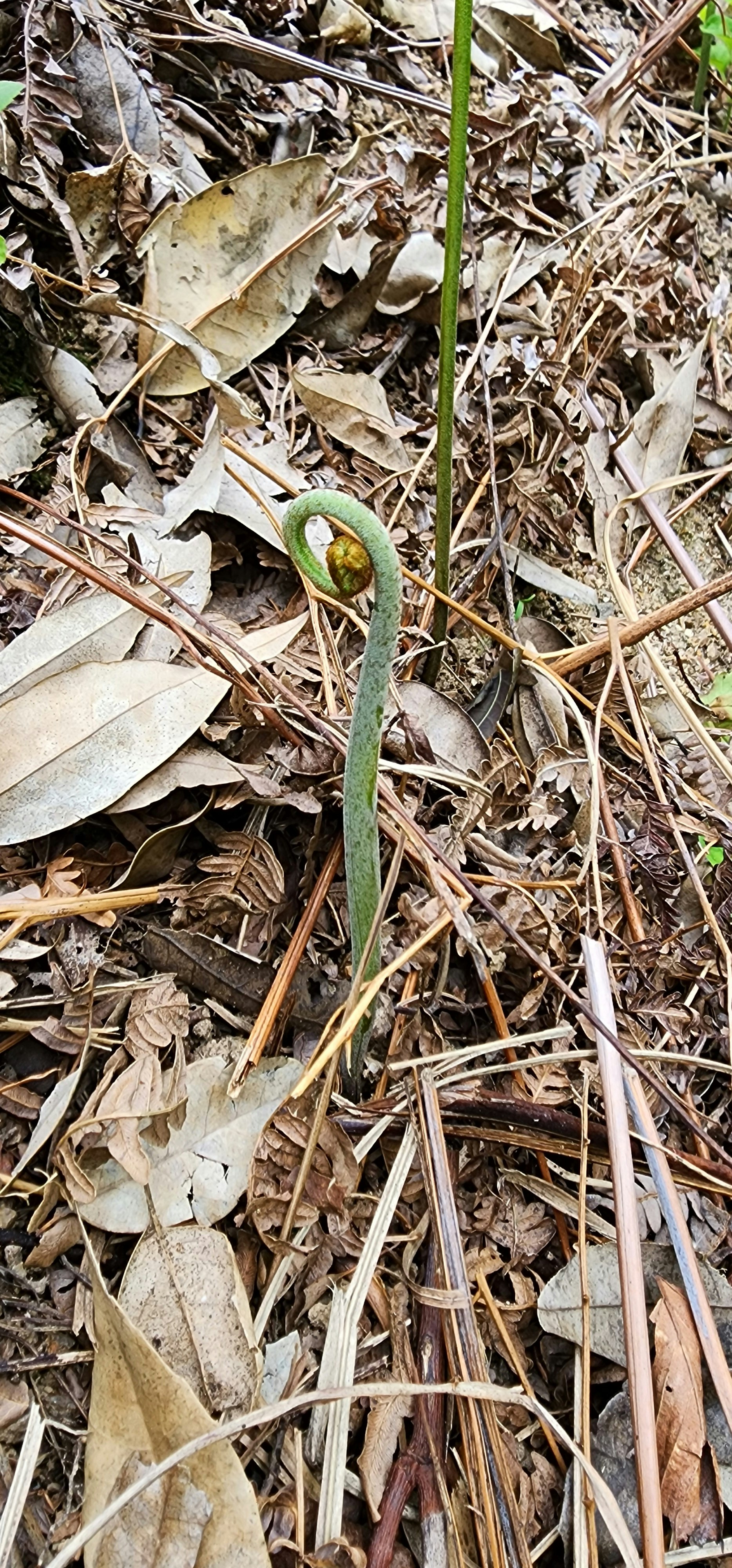 蕨菜嫩芽从落叶与枯草间生长的地面