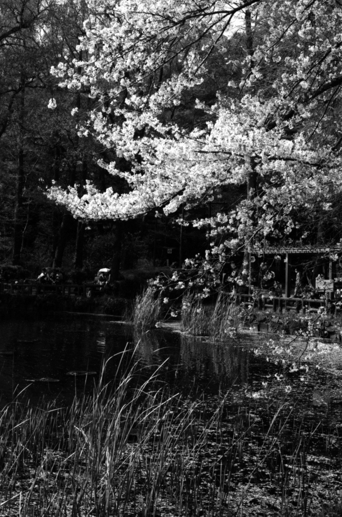 桜の木と花びらが舞う小川沿いの風景