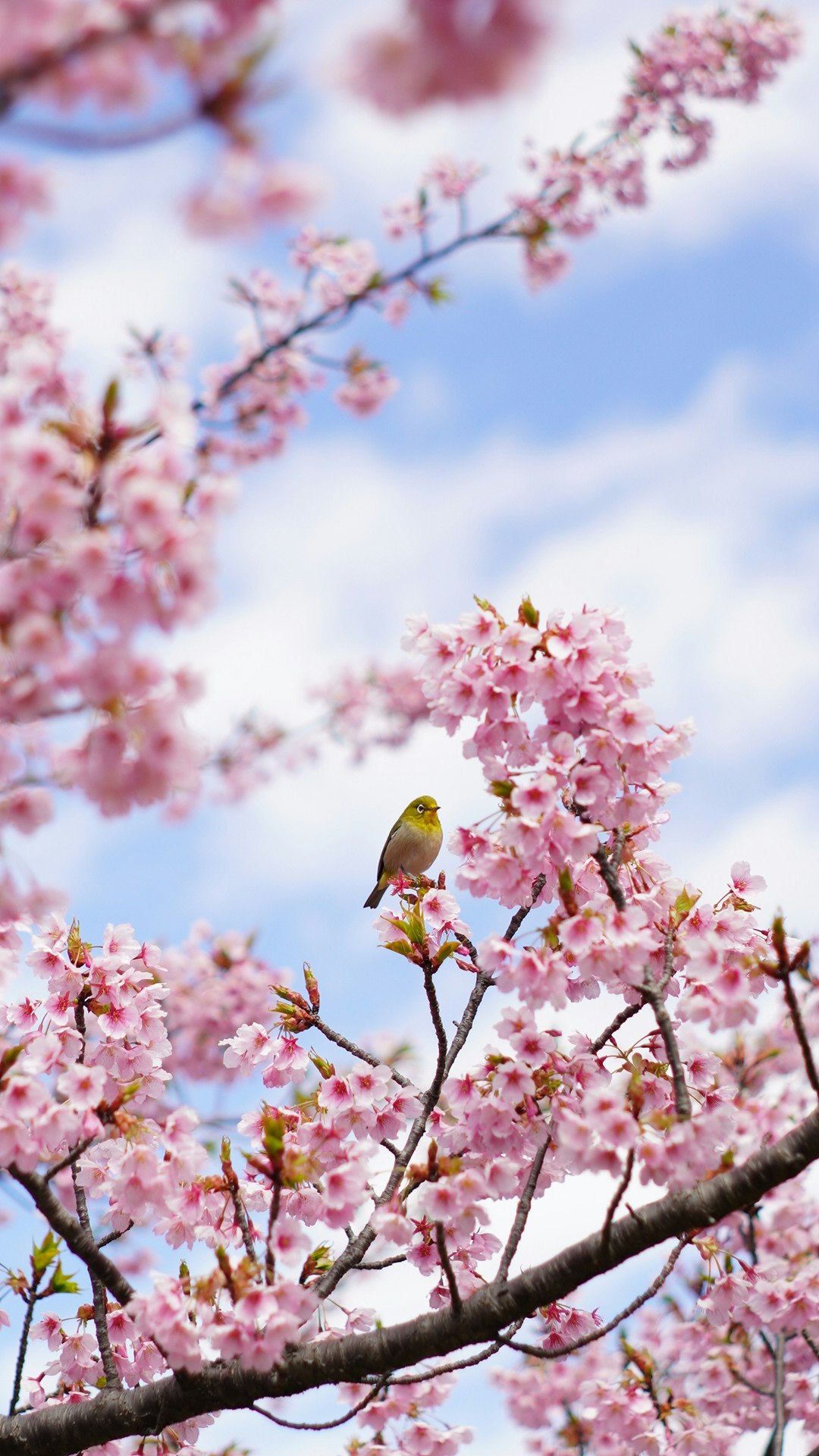 Flores de cerezo rosadas en ramas contra un cielo azul