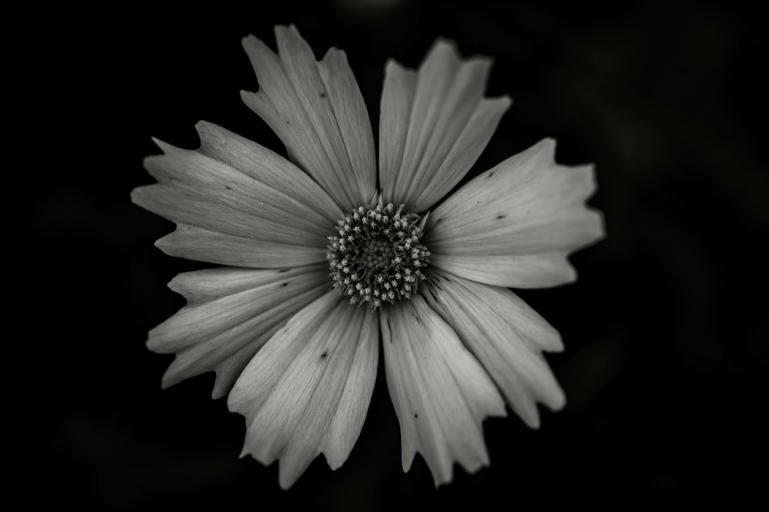 Close-up of a monochrome flower with prominent petals and intricate center details