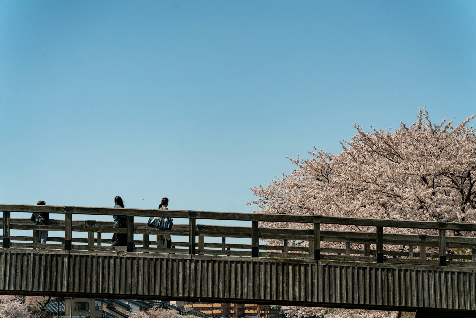 Orang-orang berjalan di bawah pohon sakura dengan langit biru yang jelas