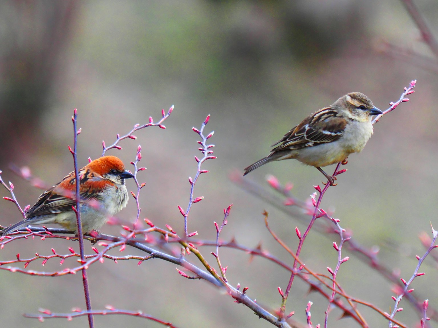 Un oiseau à tête rouge et un oiseau brun perchés sur des branches