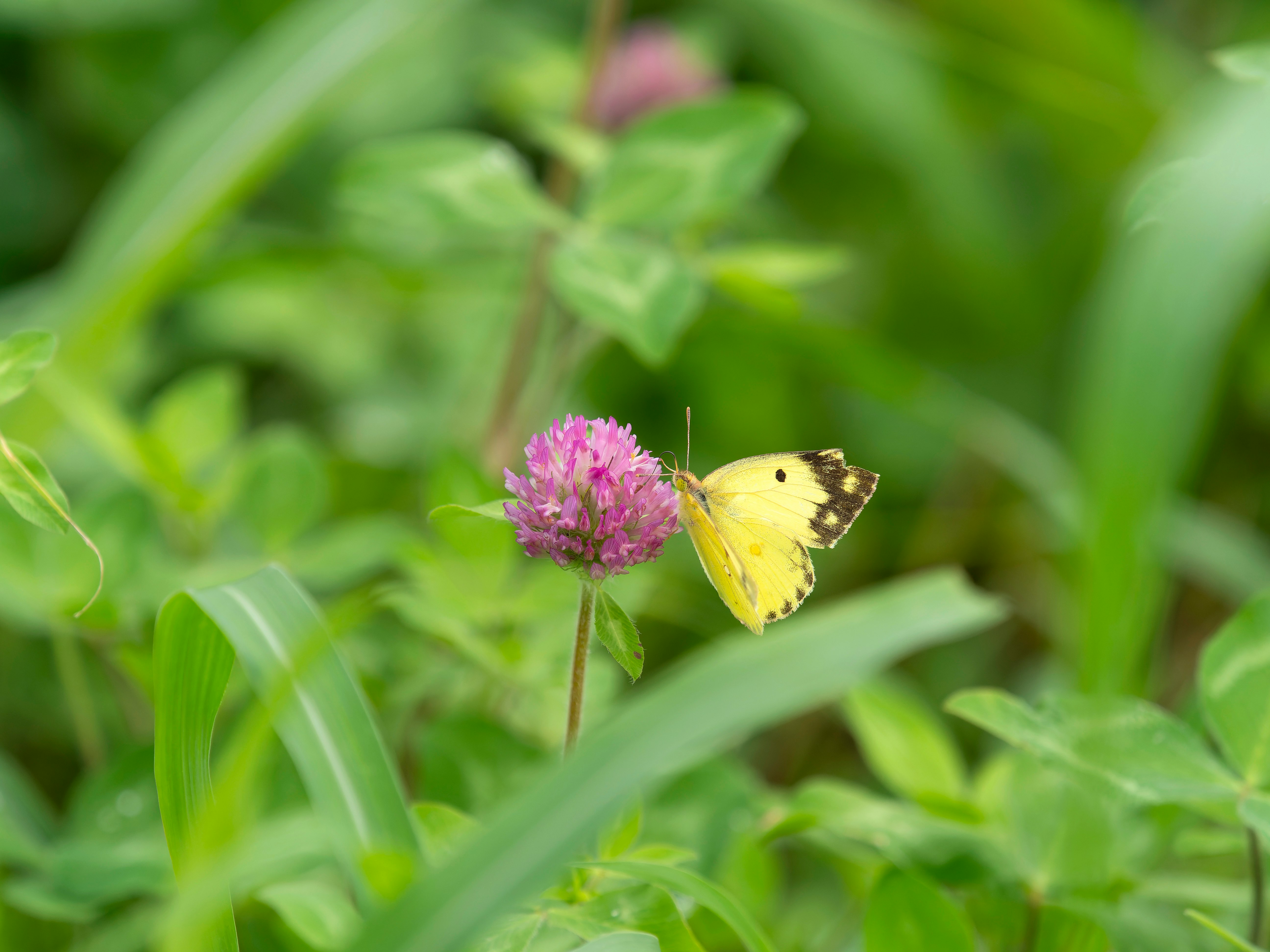 ムラサキツメクサの蜜を吸うモンキチョウ