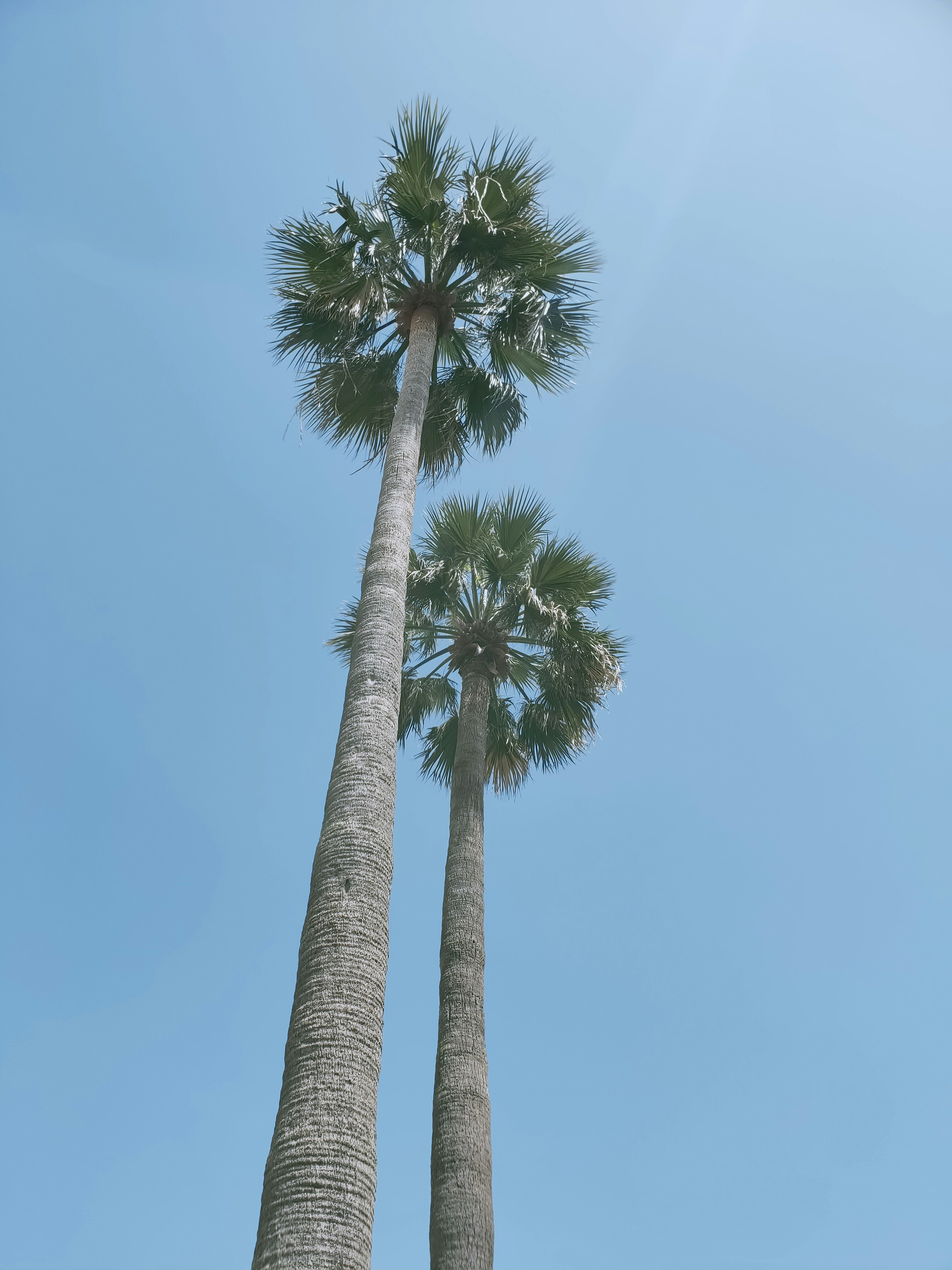 空に向かって伸びるヤシの木