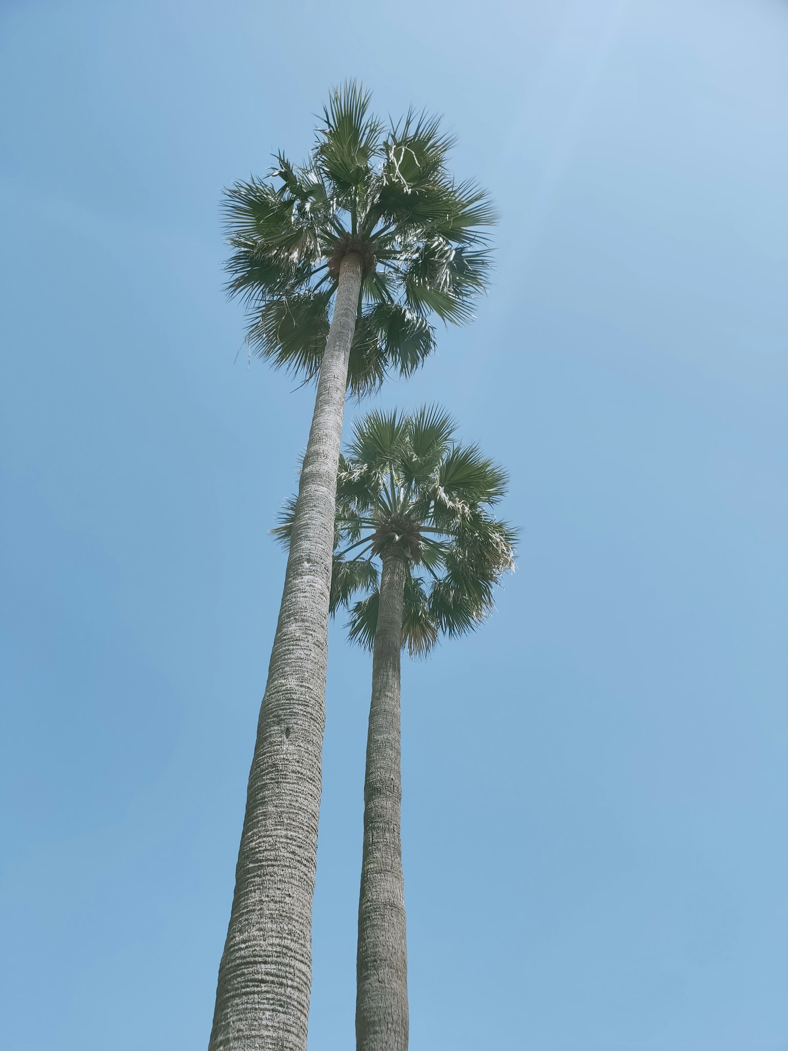 Dos palmeras de pie bajo un cielo azul