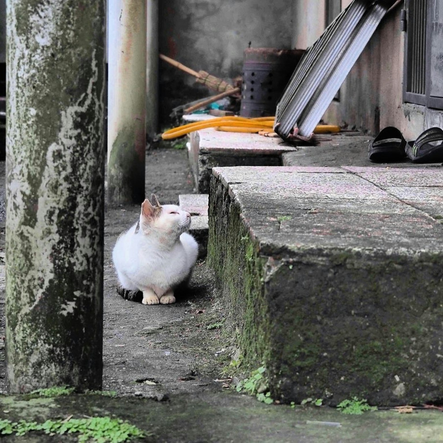 Un gatto bianco seduto sul cemento all'esterno circondato da oggetti vecchi sparsi