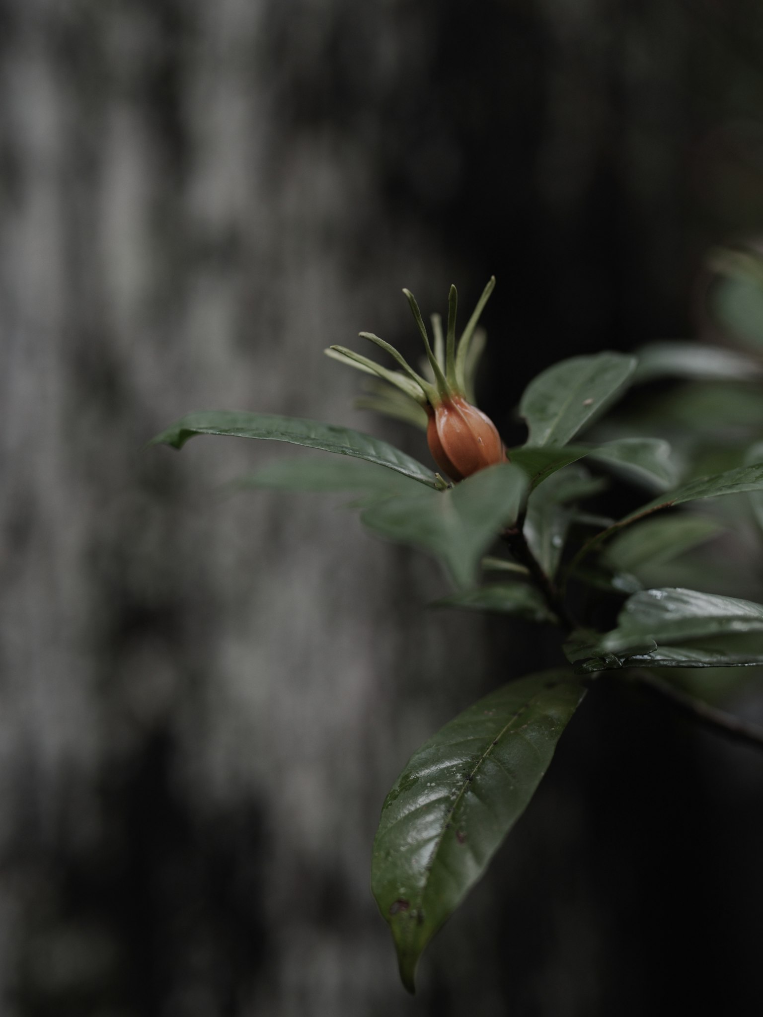 Bouton orange avec des pétales fins parmi les feuilles vert foncé