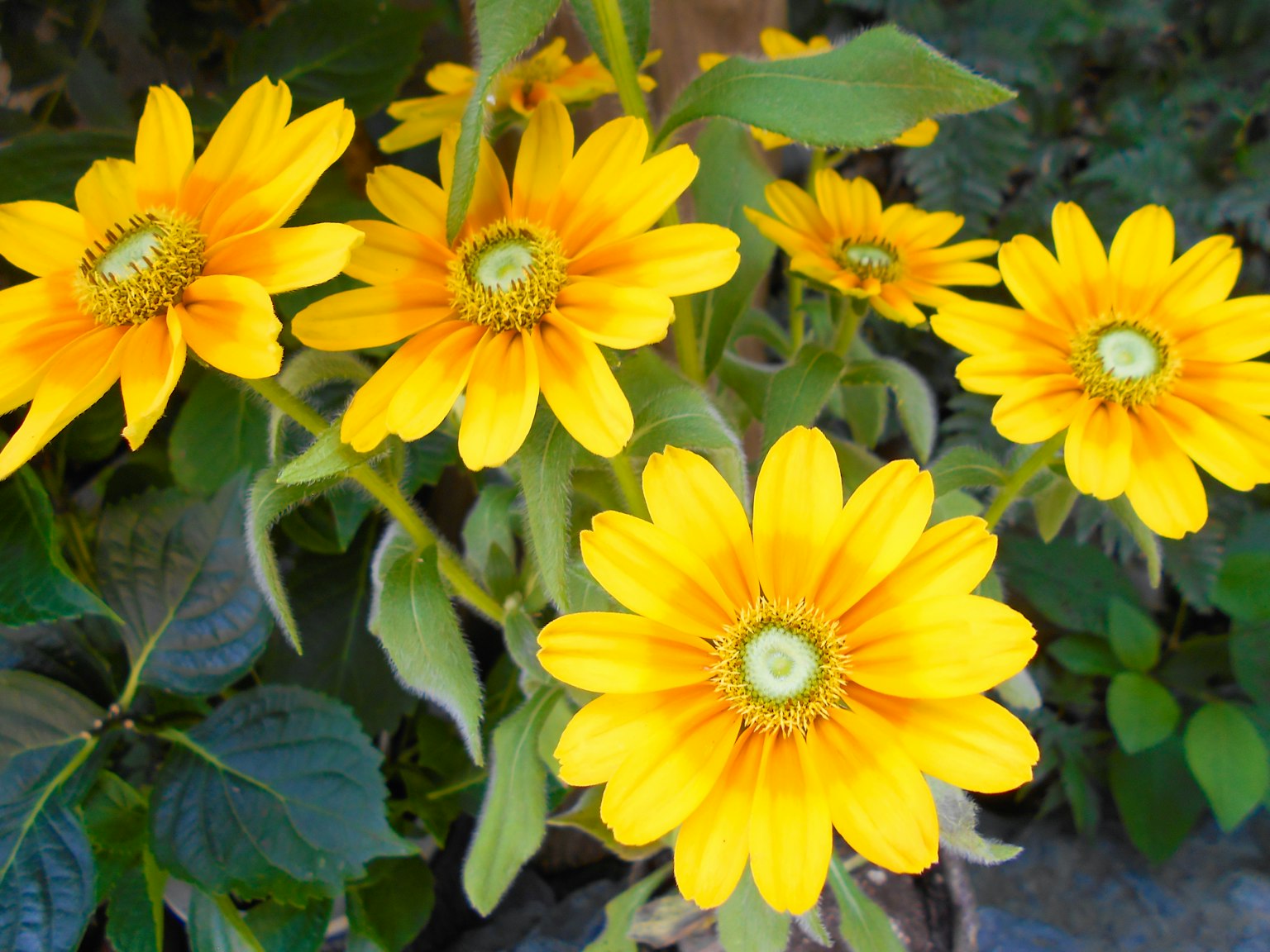 Primer plano de flores amarillas vibrantes en una planta