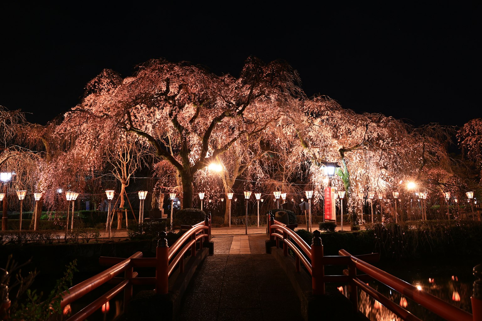 Beautiful view of cherry blossom trees and bridge at night