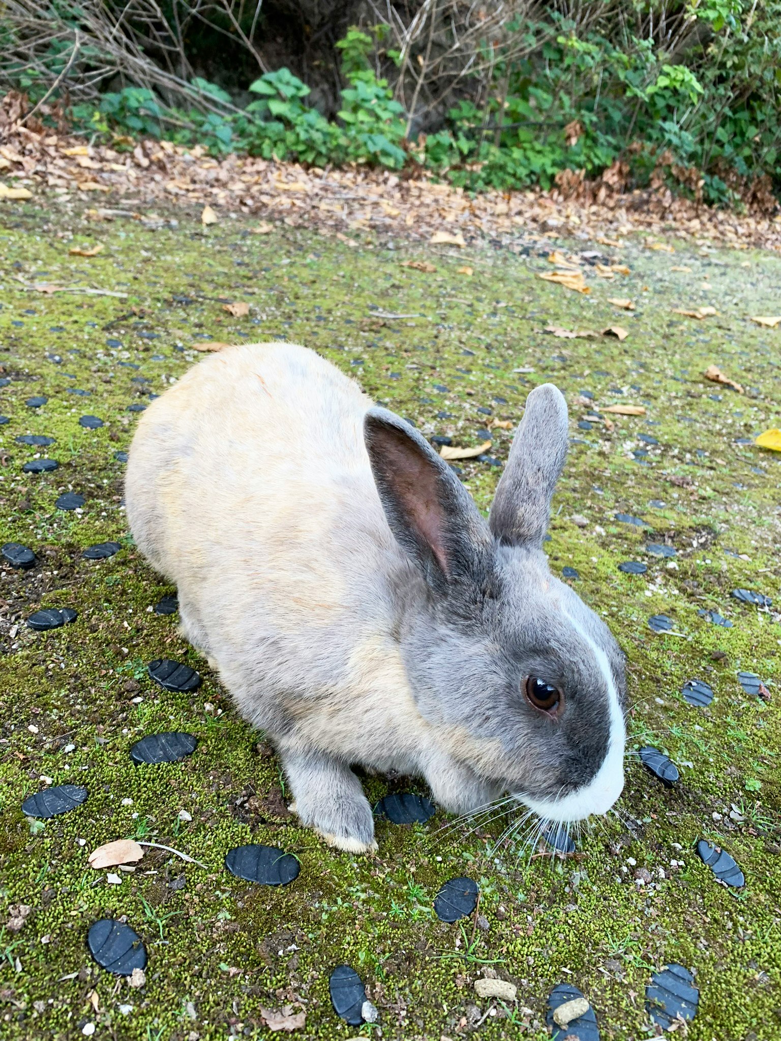 芝生の上で草を食べる白いウサギ