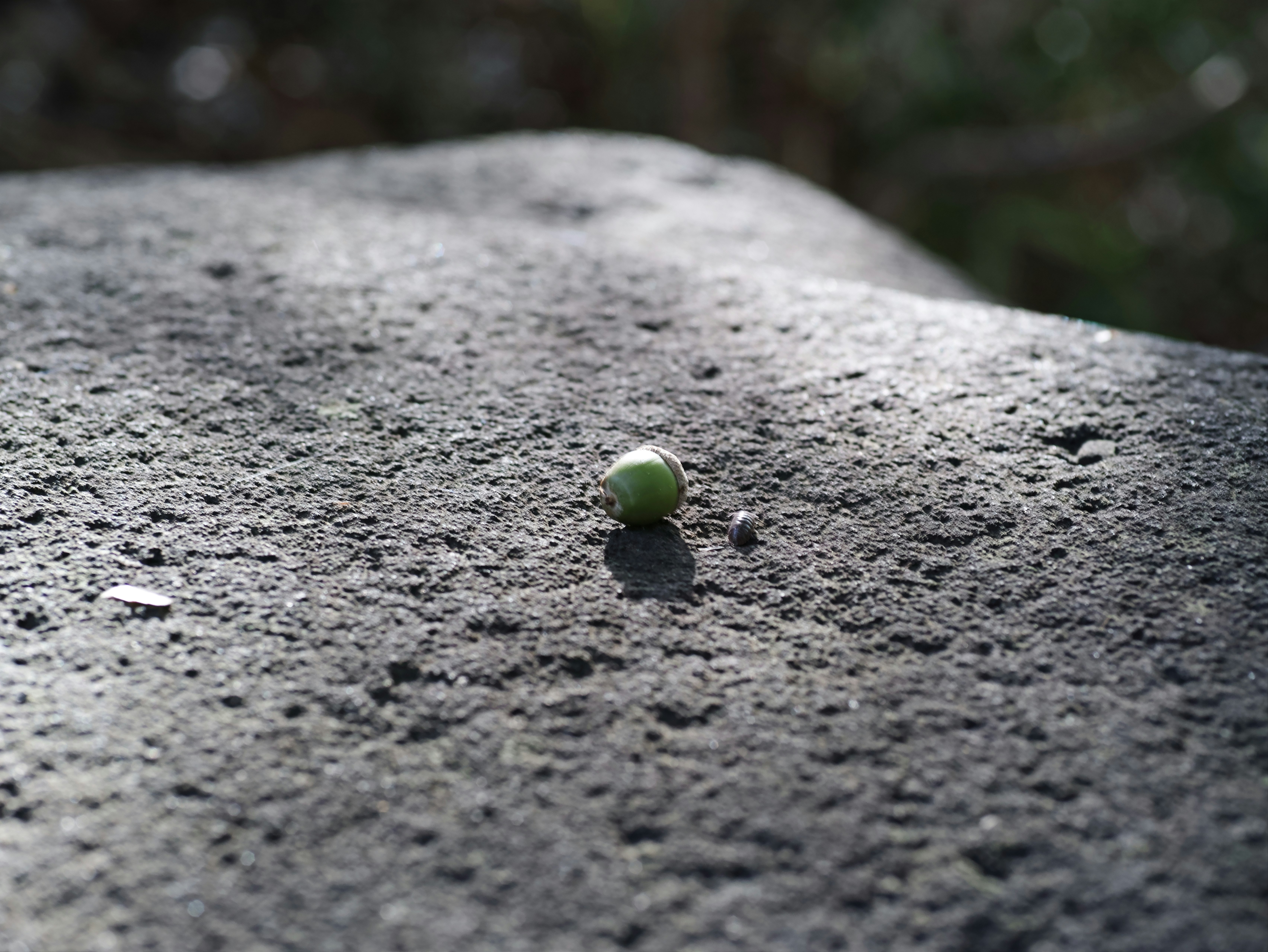 石の上に転がる小さな実と落ちた小枝