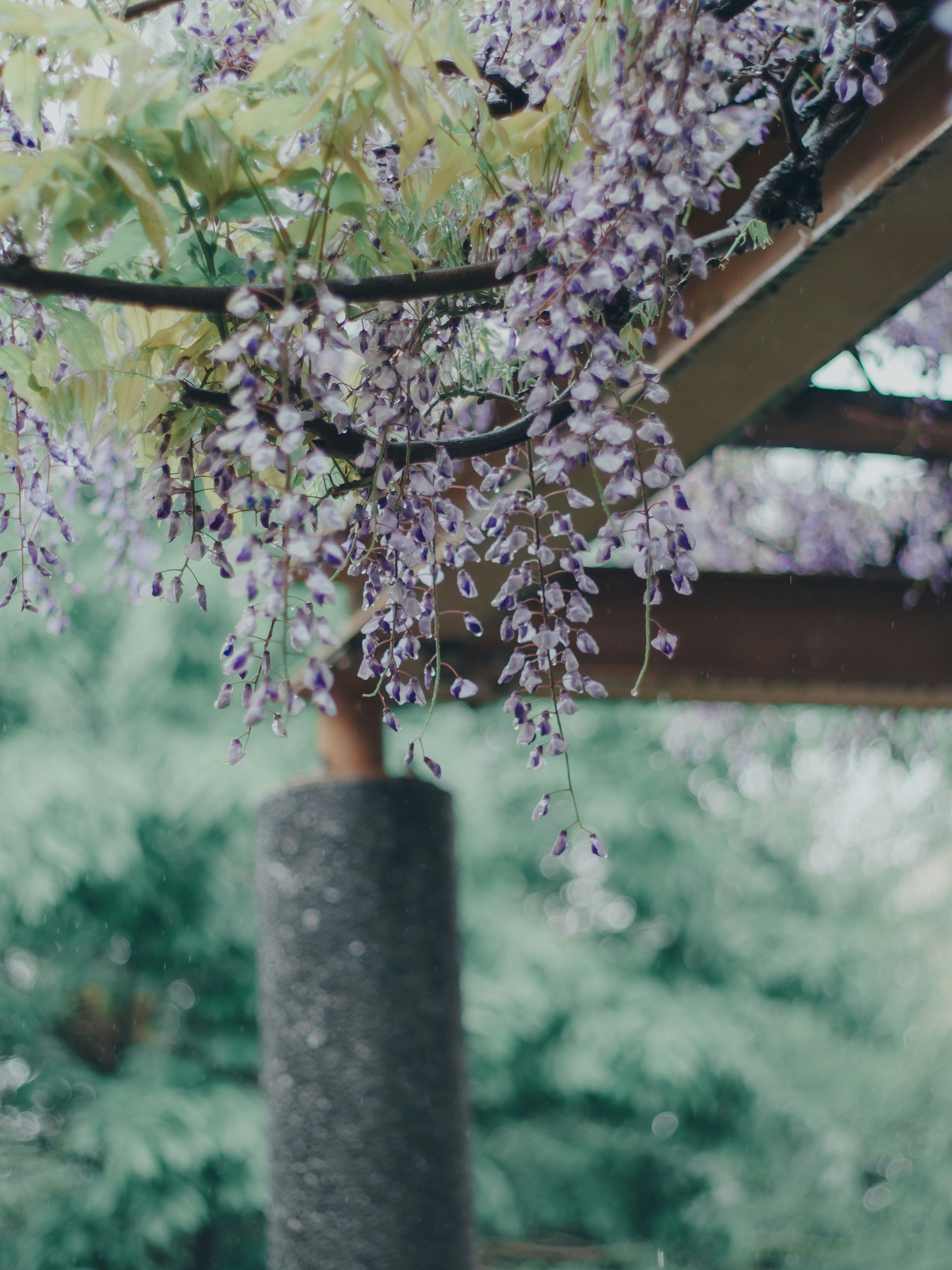 盆栽紫藤花下垂的花园景致