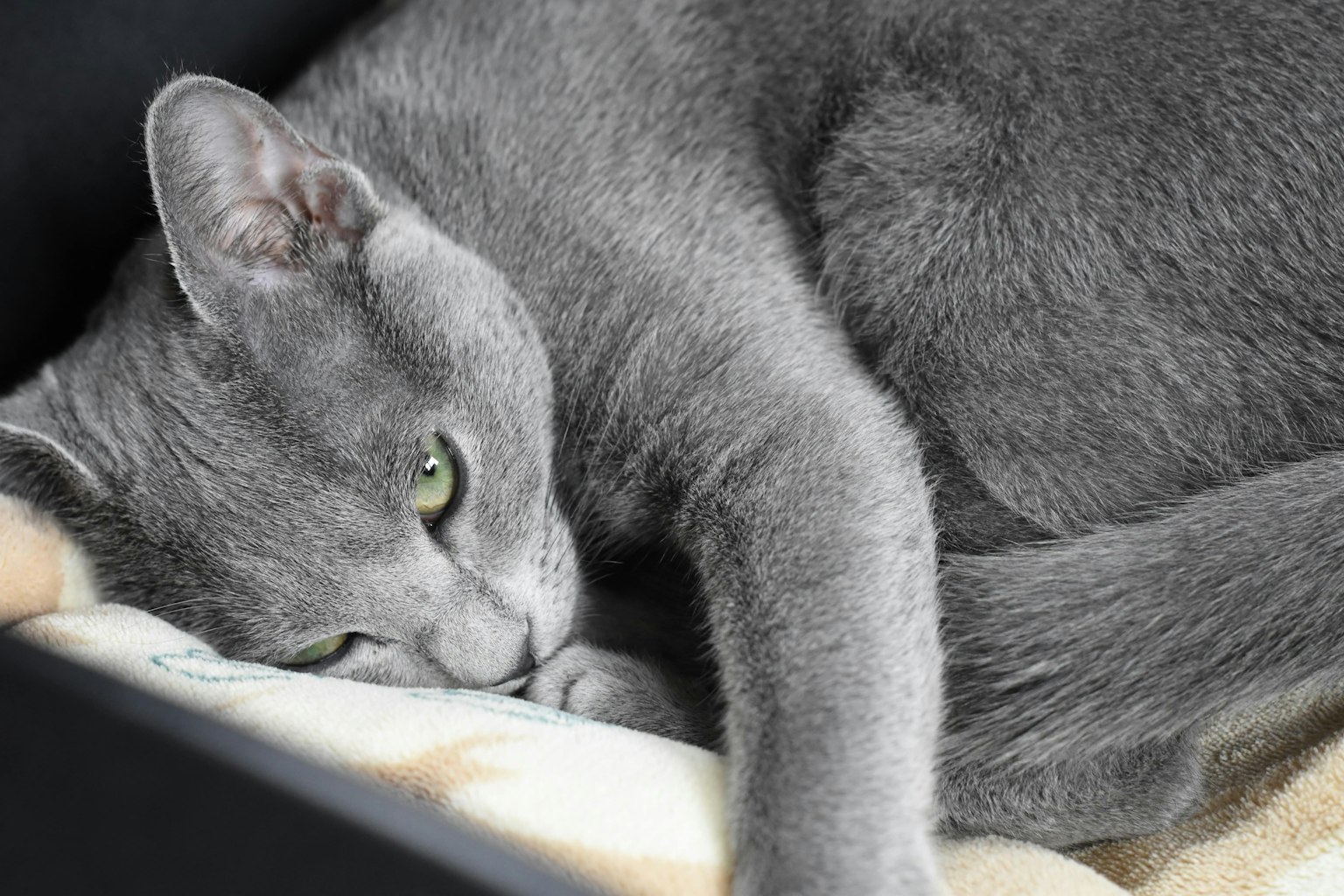 Graue Katze liegt mit grünen Augen